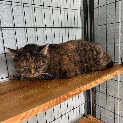 Enlarge Majora, a ADOPTABLE mixed breed in Bryan, OH image 3/3