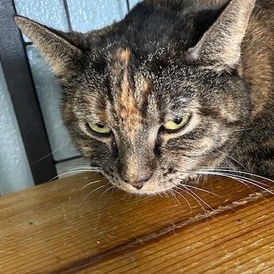 Enlarge Majora, a ADOPTABLE mixed breed in Bryan, OH image 2/3