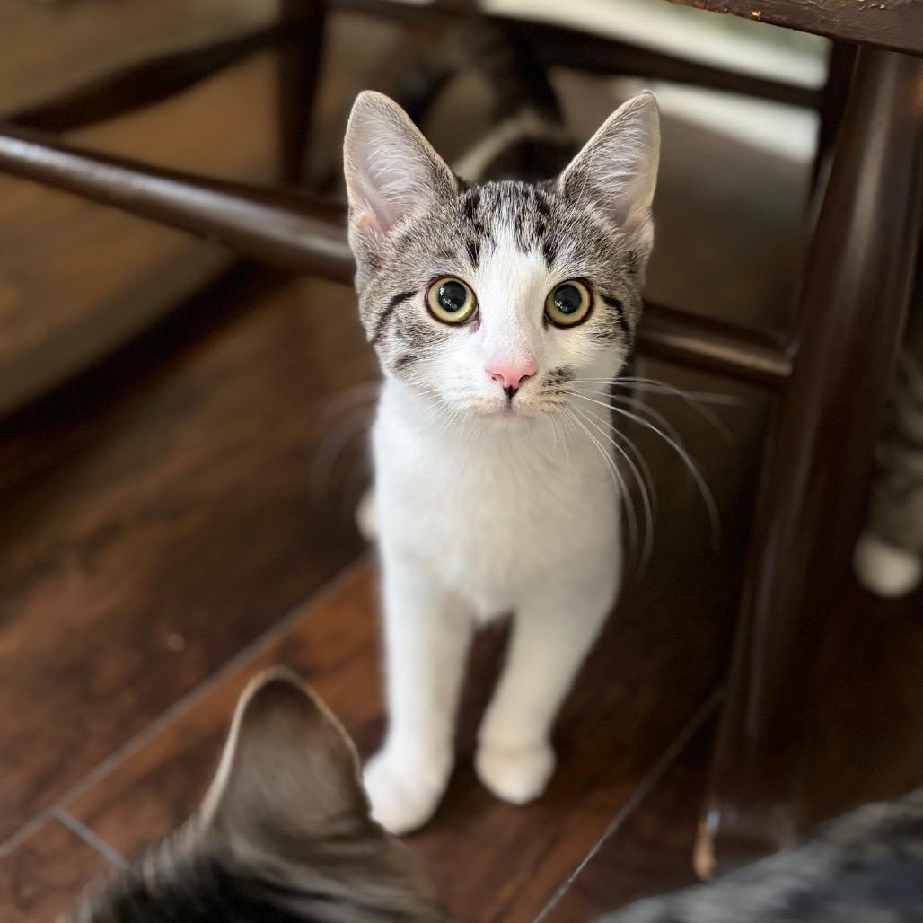 Enlarge Rosary, a Adoptable Domestic Short Hair in Mount Laurel, NJ image 1/1