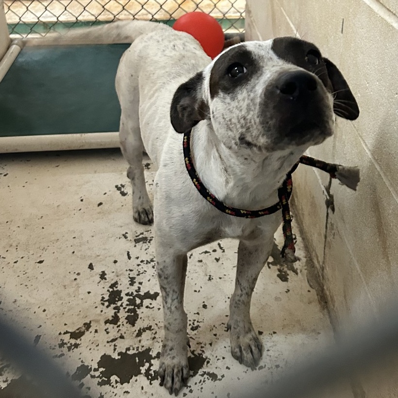 Sally, an adoptable Mixed Breed in Selma, AL, 36701 | Photo Image 1