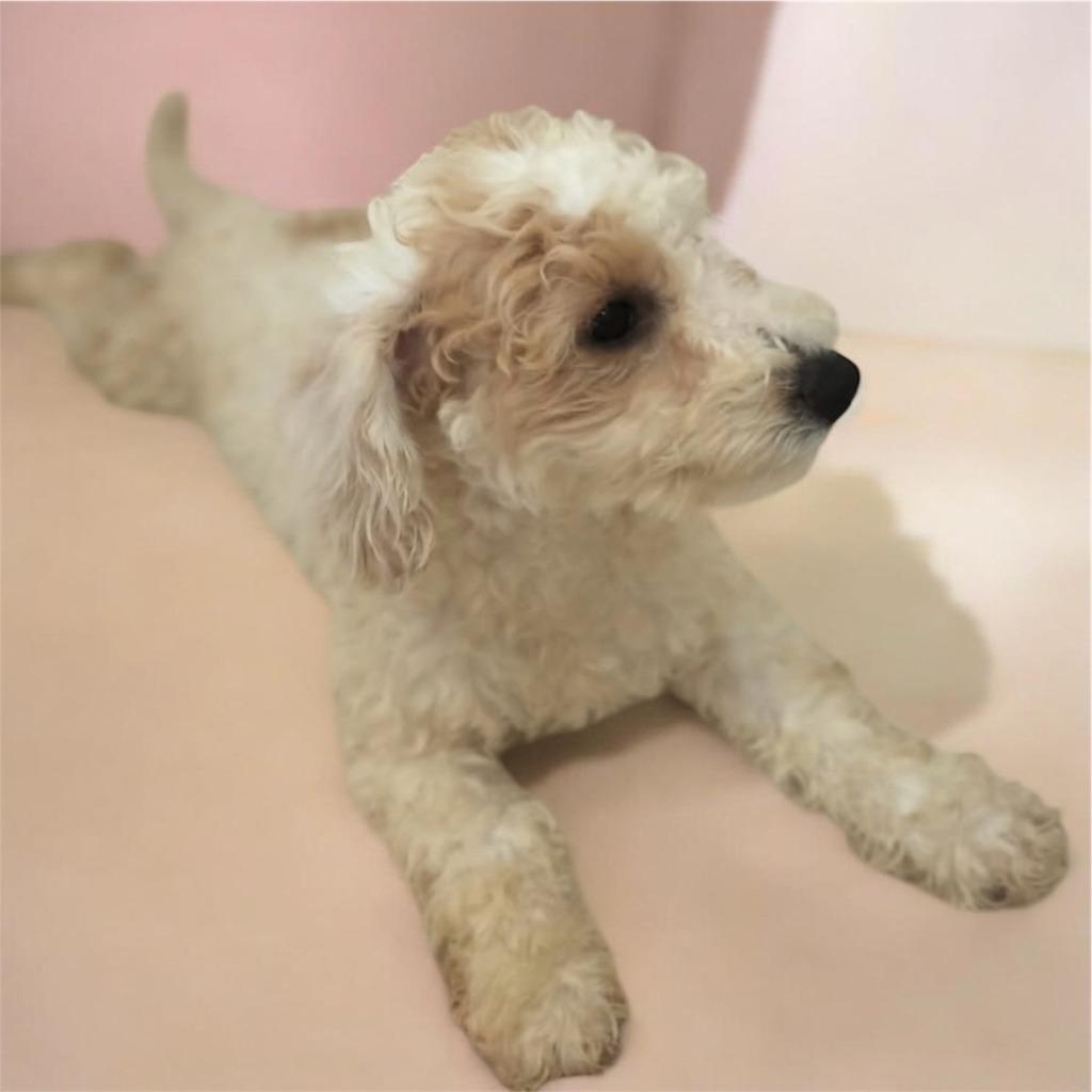Kalinda - 4mo old Puppy!, Adopted, Puppy Female Cavalier King Charles Spaniel & Poodle.