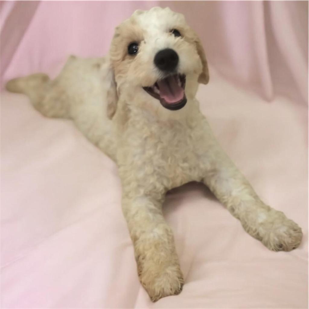 Enlarge Kalinda - 4mo old Puppy!, a Adopted mixed breed in Fort Myers, FL image 2/2
