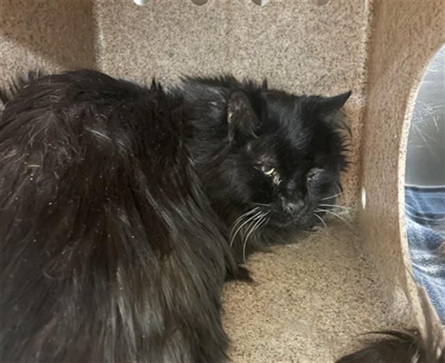 Enlarge FURBALL, a Adoptable Domestic Long Hair in Casper, WY image 1/1