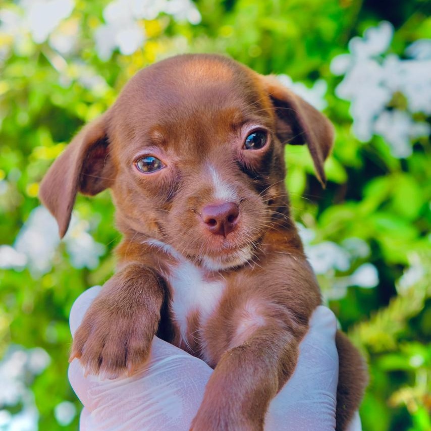 Miso, Adopted, Puppy Female Yorkshire Terrier & Dachshund.