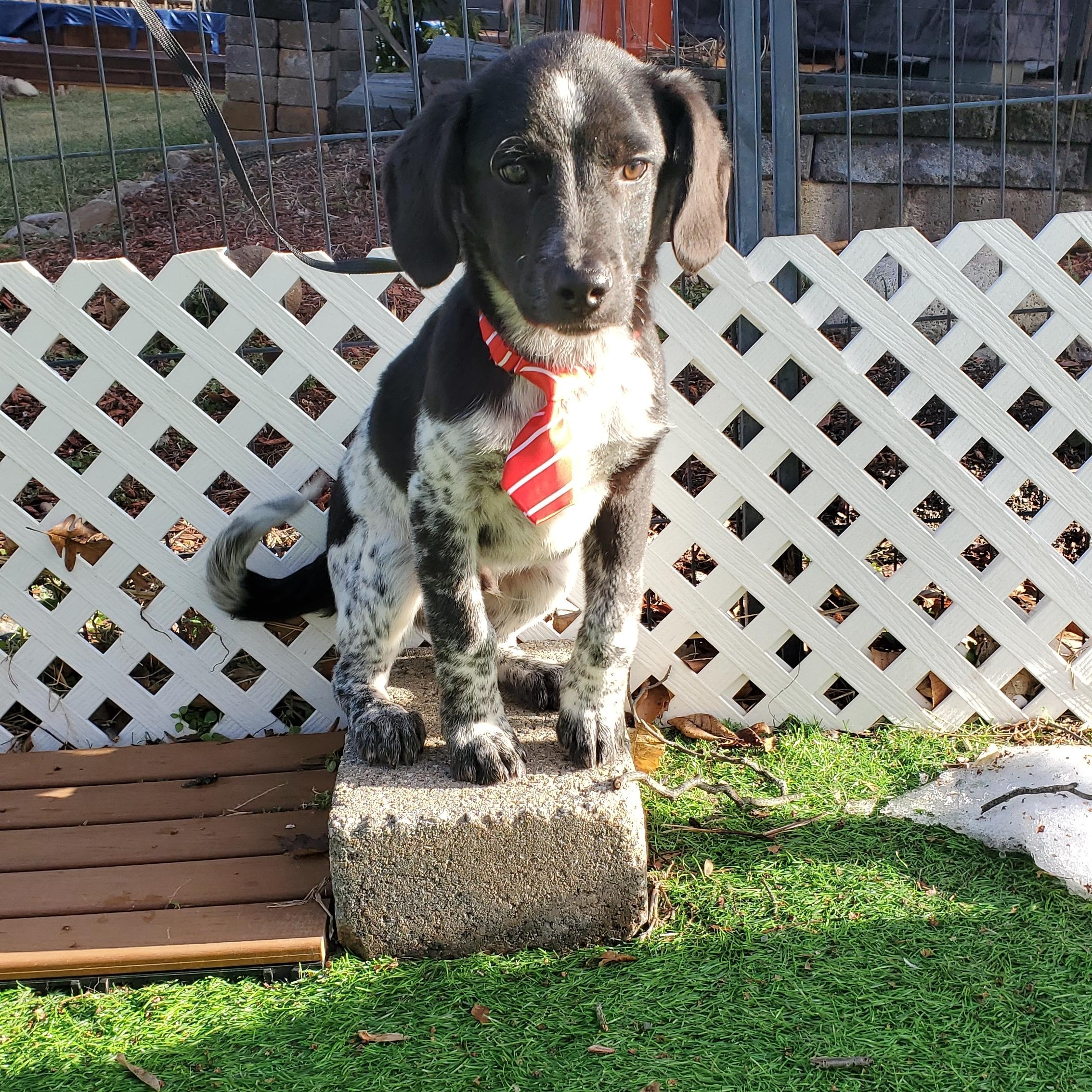 Spike, Adoptable, Puppy Male Pointer & Mixed Breed.