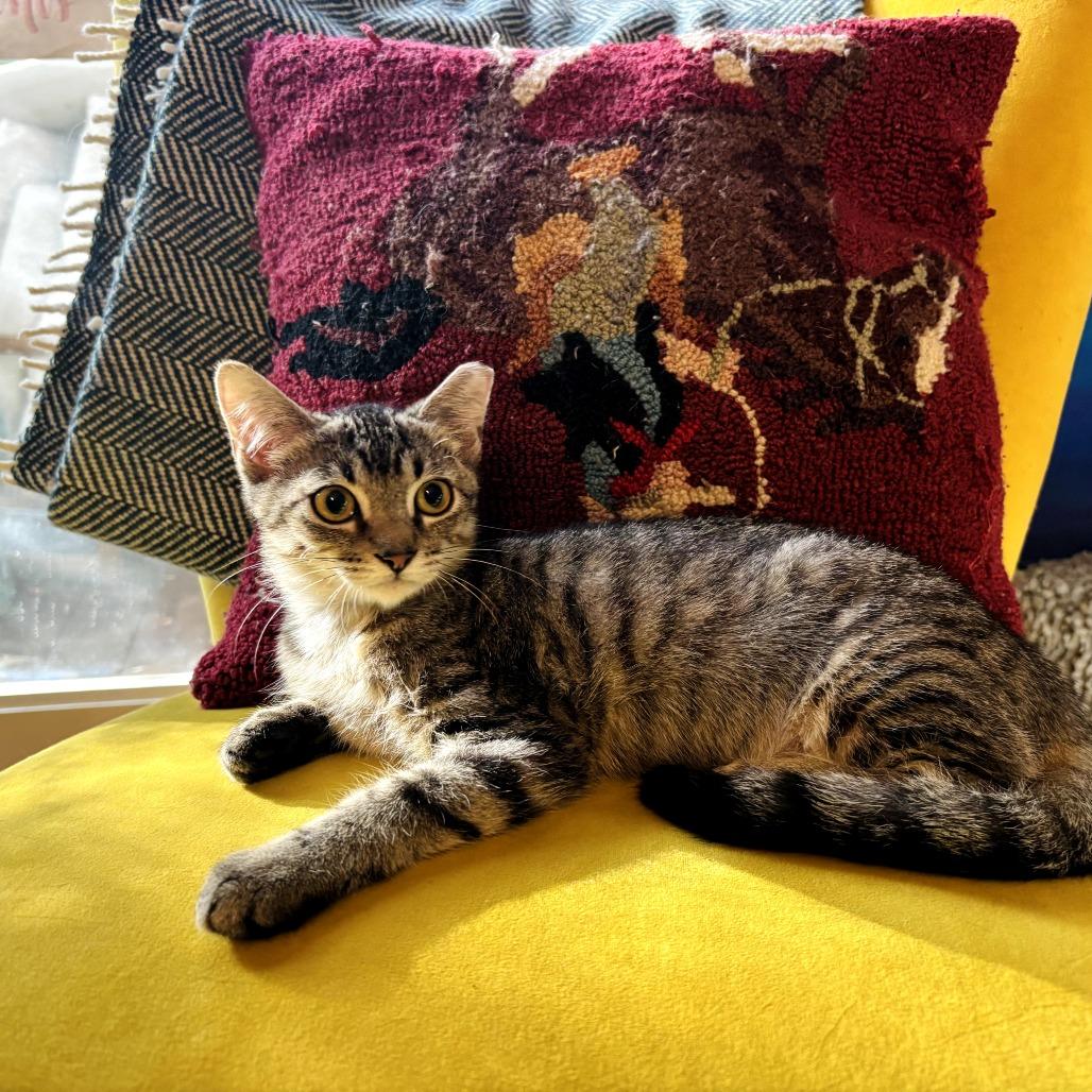 Enlarge Tallulah, a Adoptable Domestic Short Hair in Fort Worth, TX image 1/6