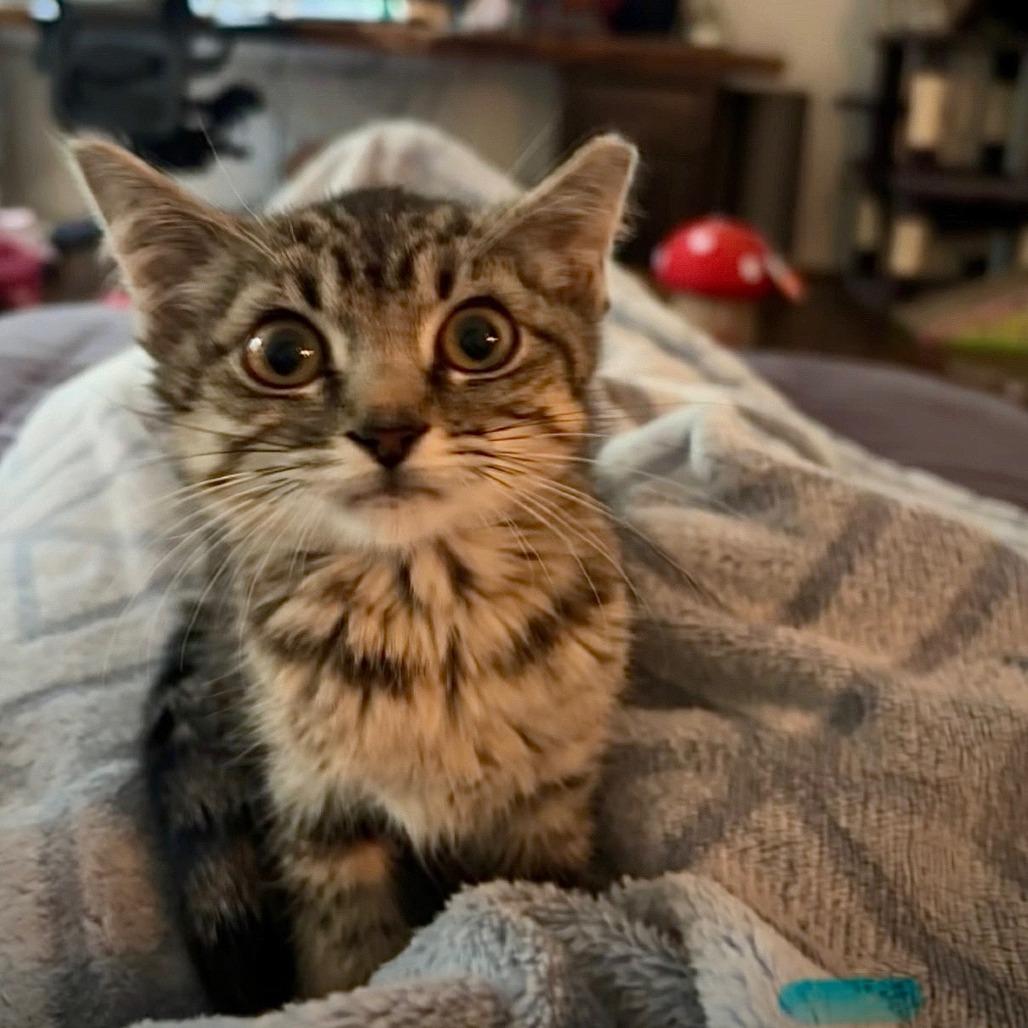 Enlarge Tallulah, a Adoptable Domestic Short Hair in Fort Worth, TX image 2/6