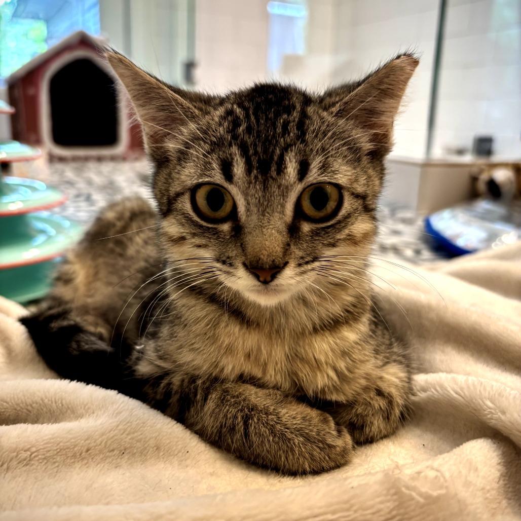 Enlarge Tallulah, a Adoptable Domestic Short Hair in Fort Worth, TX image 3/6