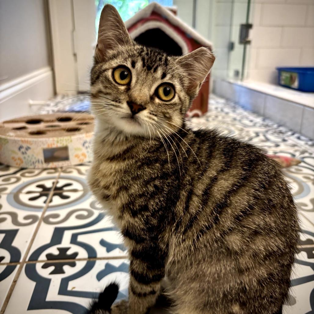 Enlarge Tallulah, a Adoptable Domestic Short Hair in Fort Worth, TX image 4/6