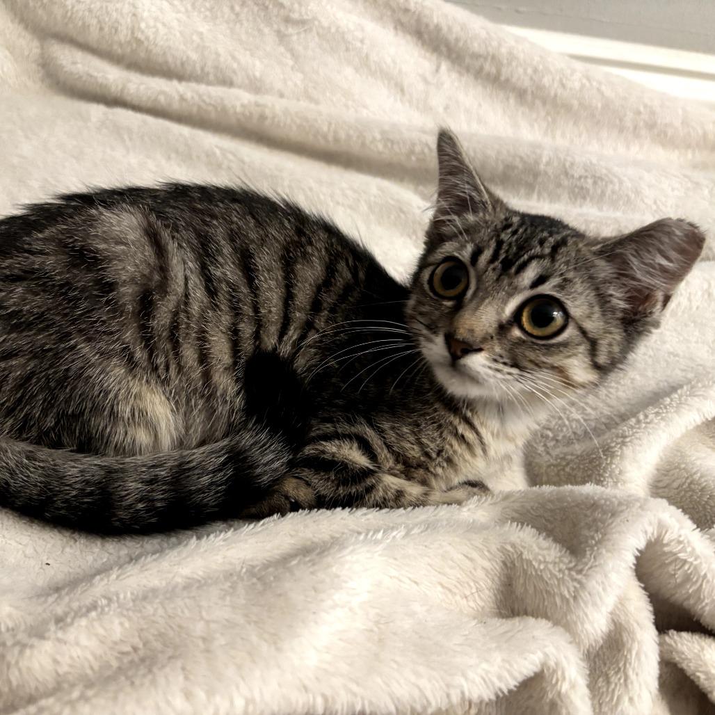 Enlarge Tallulah, a Adoptable Domestic Short Hair in Fort Worth, TX image 5/6