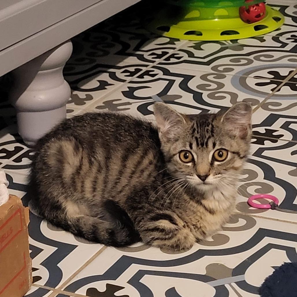 Enlarge Tallulah, a Adoptable Domestic Short Hair in Fort Worth, TX image 6/6