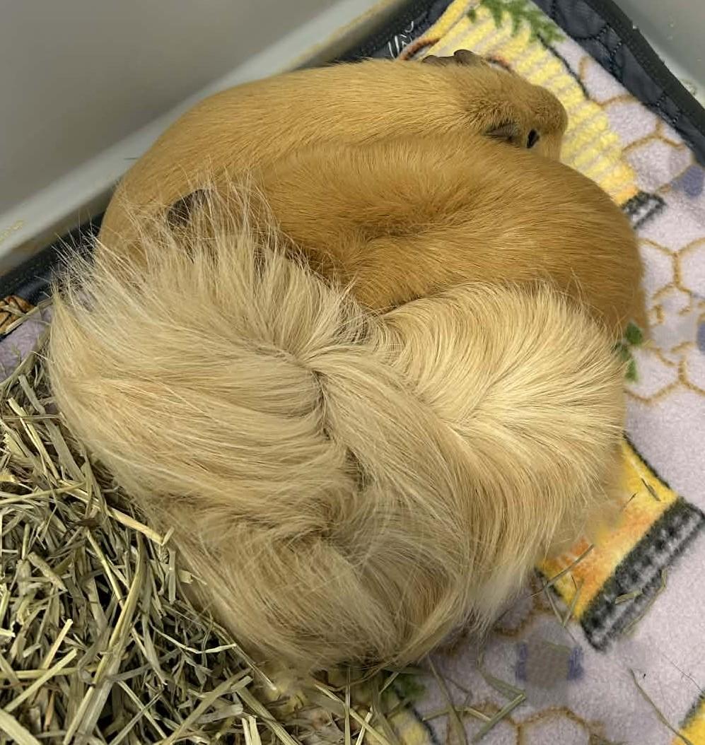 3 Guinea Pigs, adopted, Young Female Peruvian.