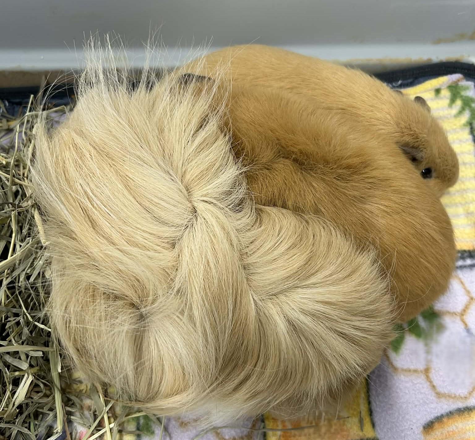 Enlarge 3 Guinea Pigs, an adopted mixed breed in Wakefield, RI image 2/2