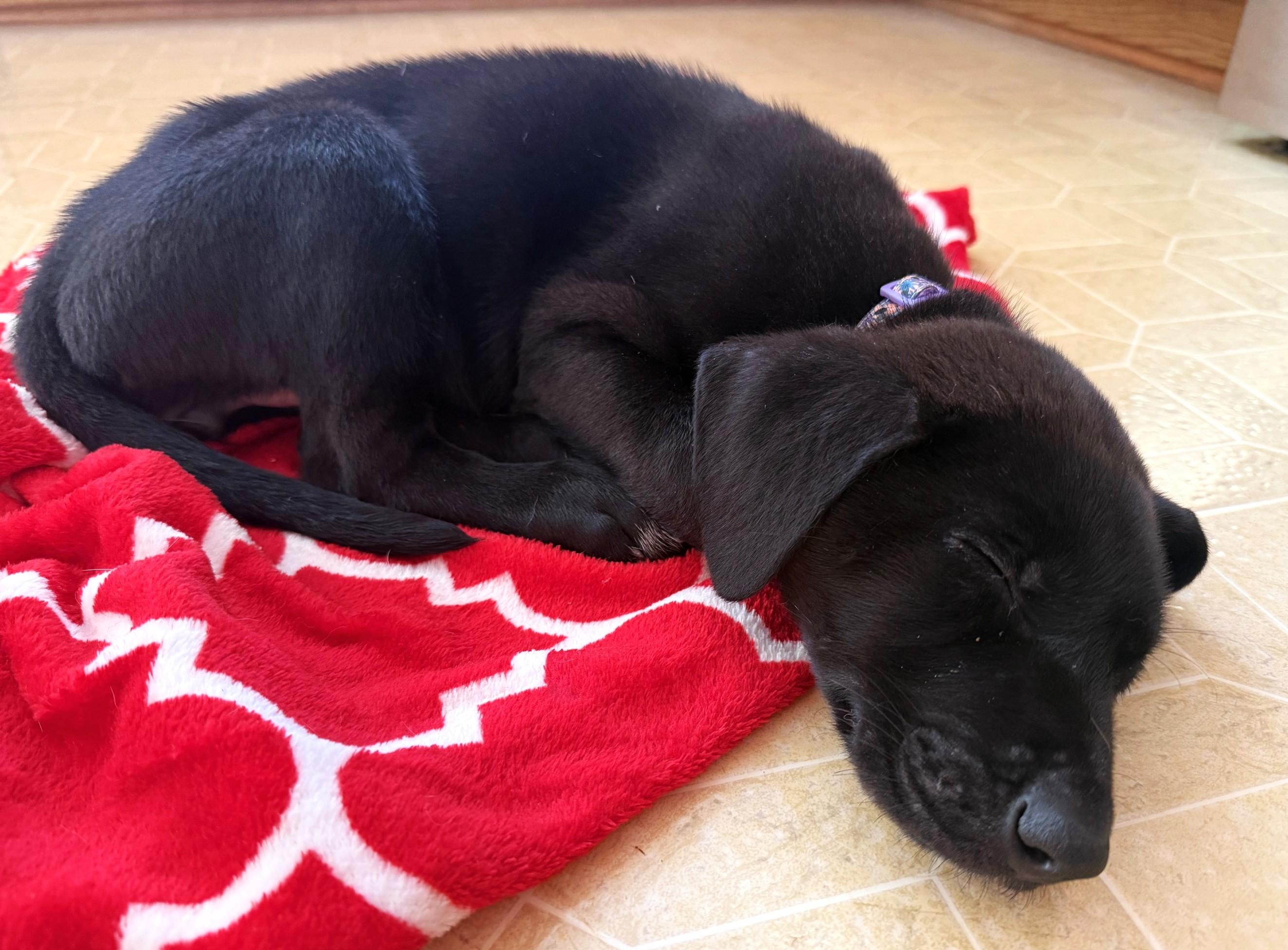 Enlarge Edith, an adoptable mixed breed in Palatine, IL image 4/6