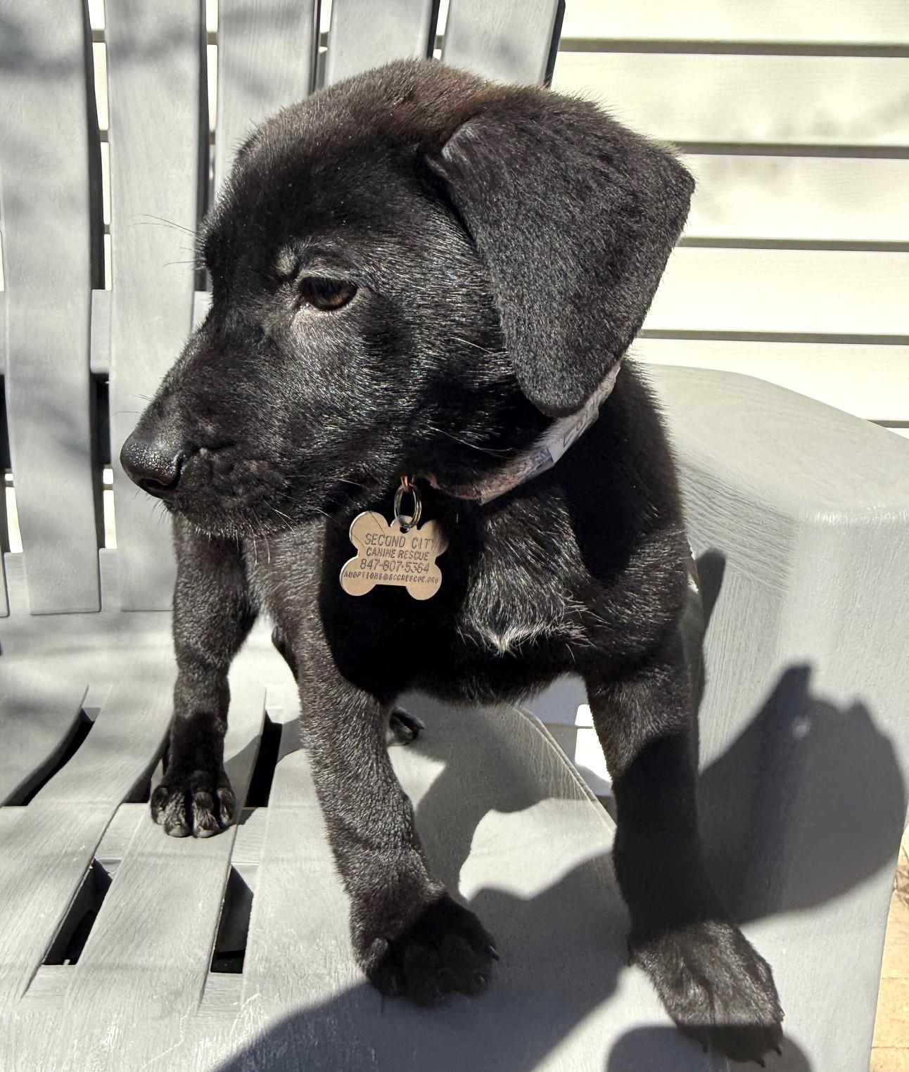 Enlarge Edith, an adoptable mixed breed in Palatine, IL image 5/6