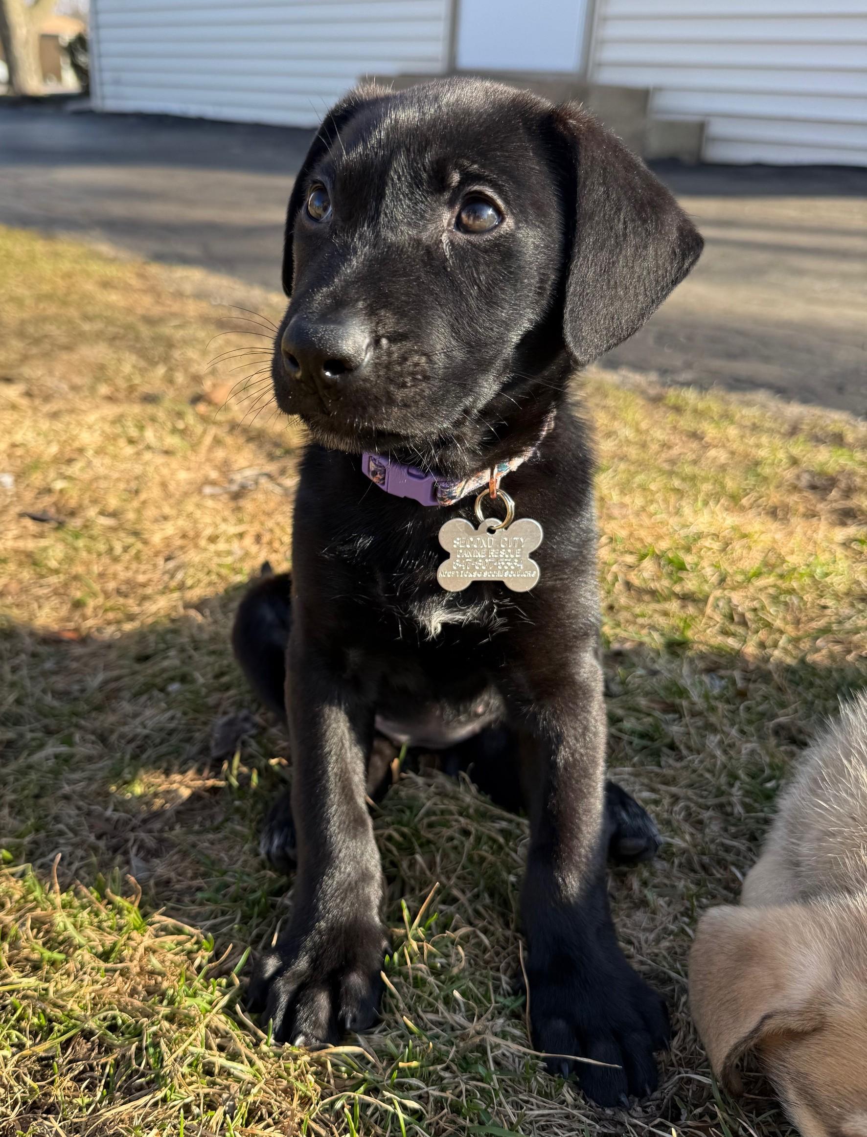 Enlarge Edith, an adoptable mixed breed in Palatine, IL image 2/6