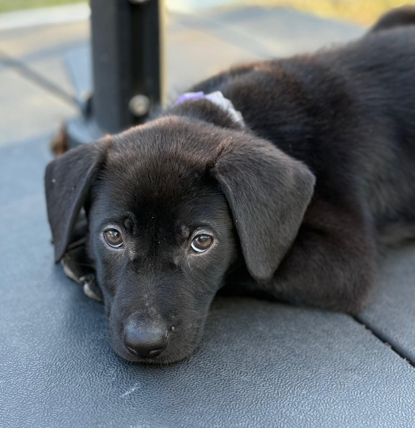 Enlarge Edith, an adoptable mixed breed in Palatine, IL image 6/6