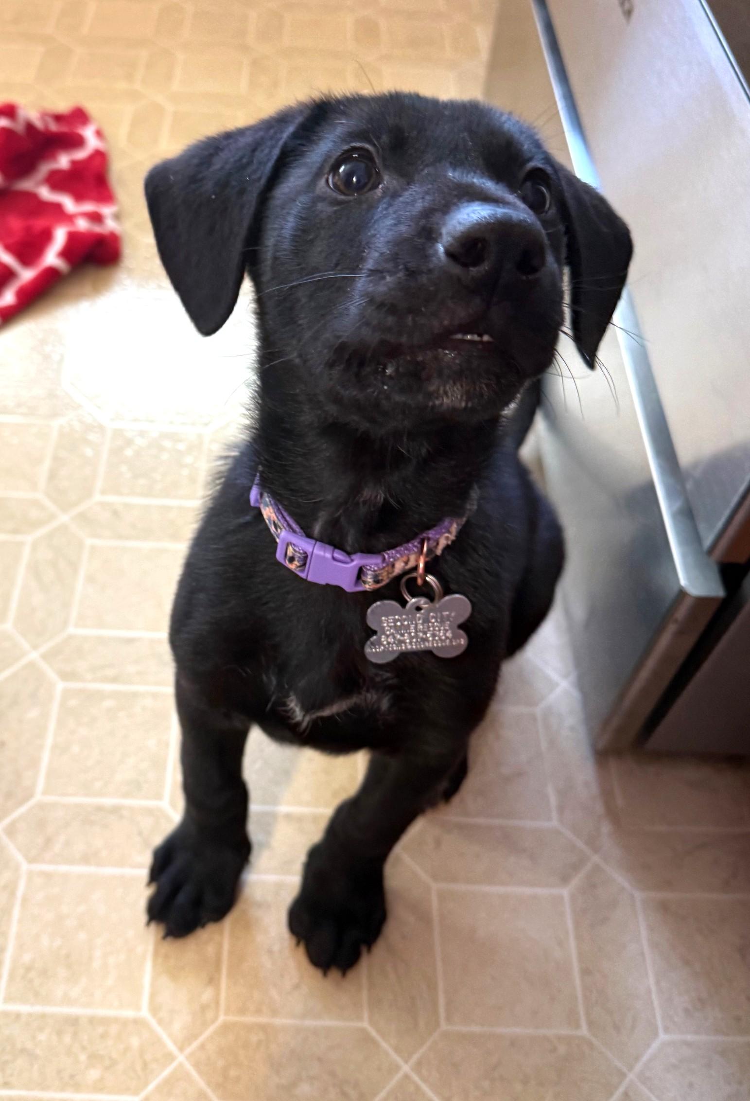 Enlarge Edith, an adoptable mixed breed in Palatine, IL image 3/6