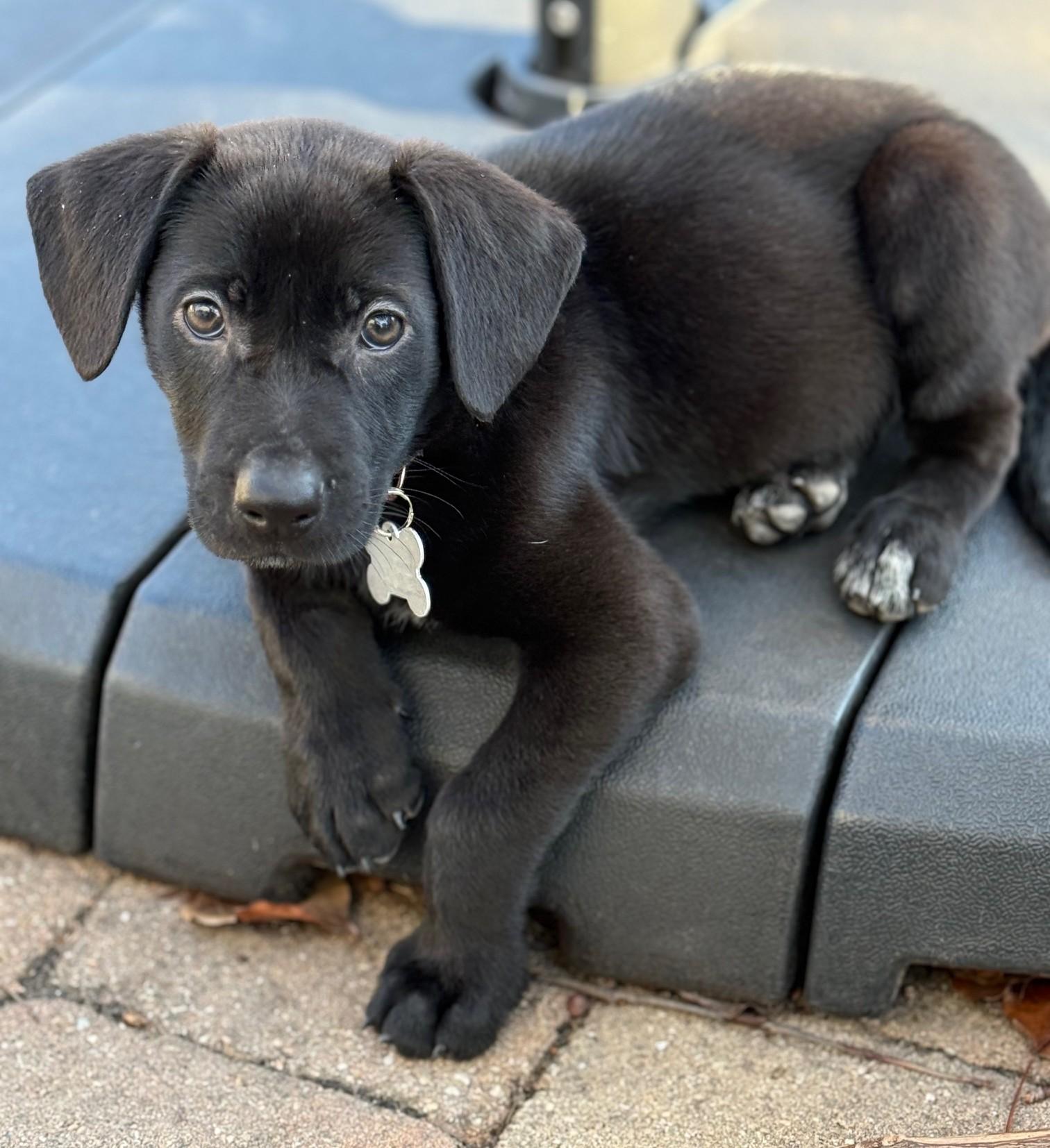 Edith, adoptable, Puppy Female Retriever & Shepherd.