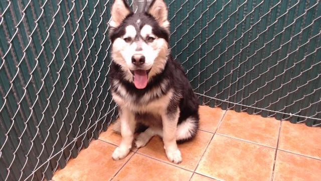 HAROLD, Adoptable, Young Male Siberian Husky.