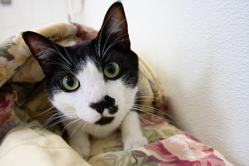 Link, Adoptable, Adult Male Domestic Short Hair.