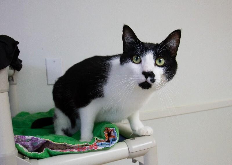 Link, a Adoptable Domestic Short Hair in Arlington, WA image 2/5