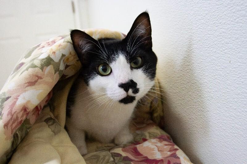 Link, a Adoptable Domestic Short Hair in Arlington, WA image 5/5
