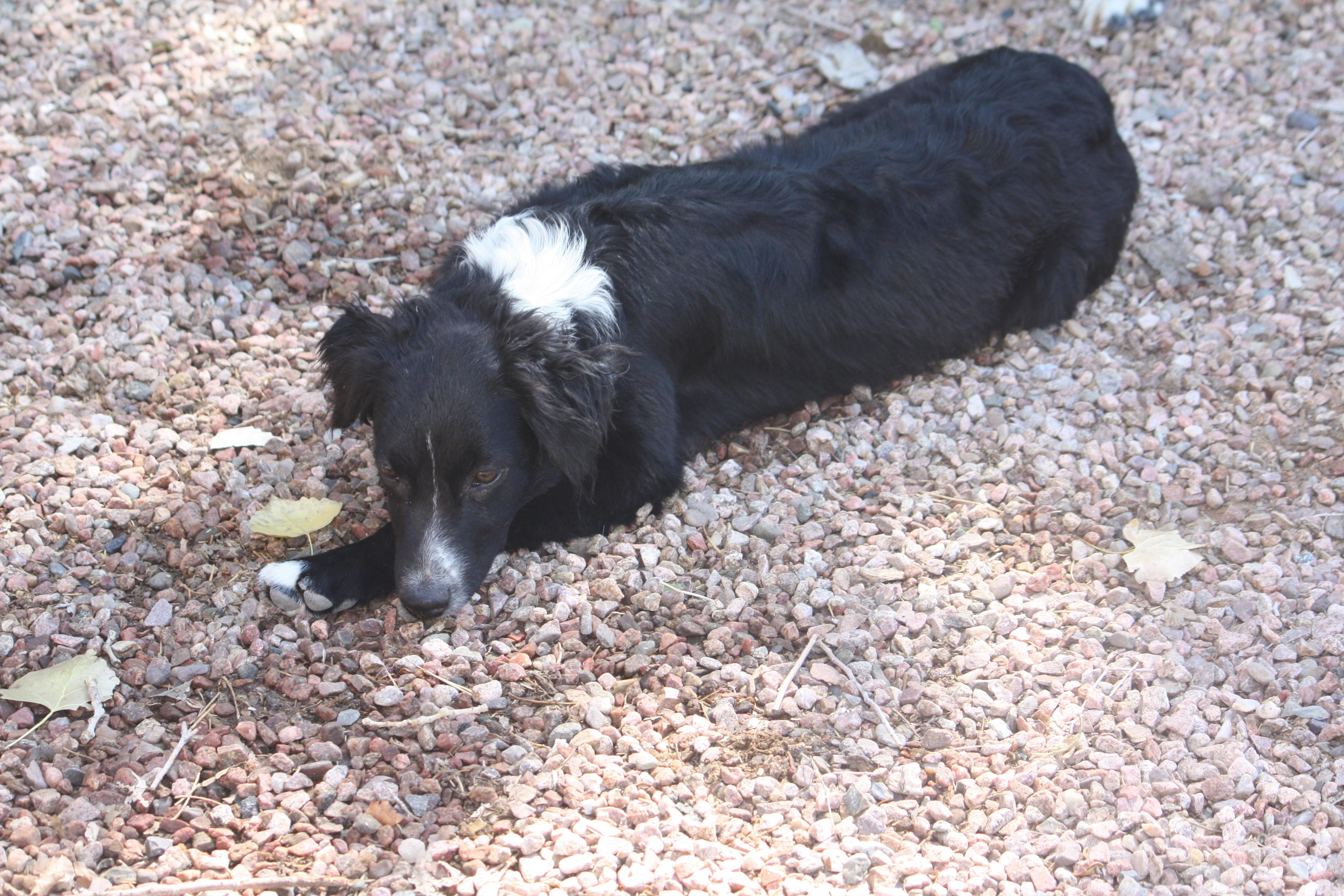 Enlarge Lemon, a Adopted Australian Shepherd in Albuquerque, NM image 2/3