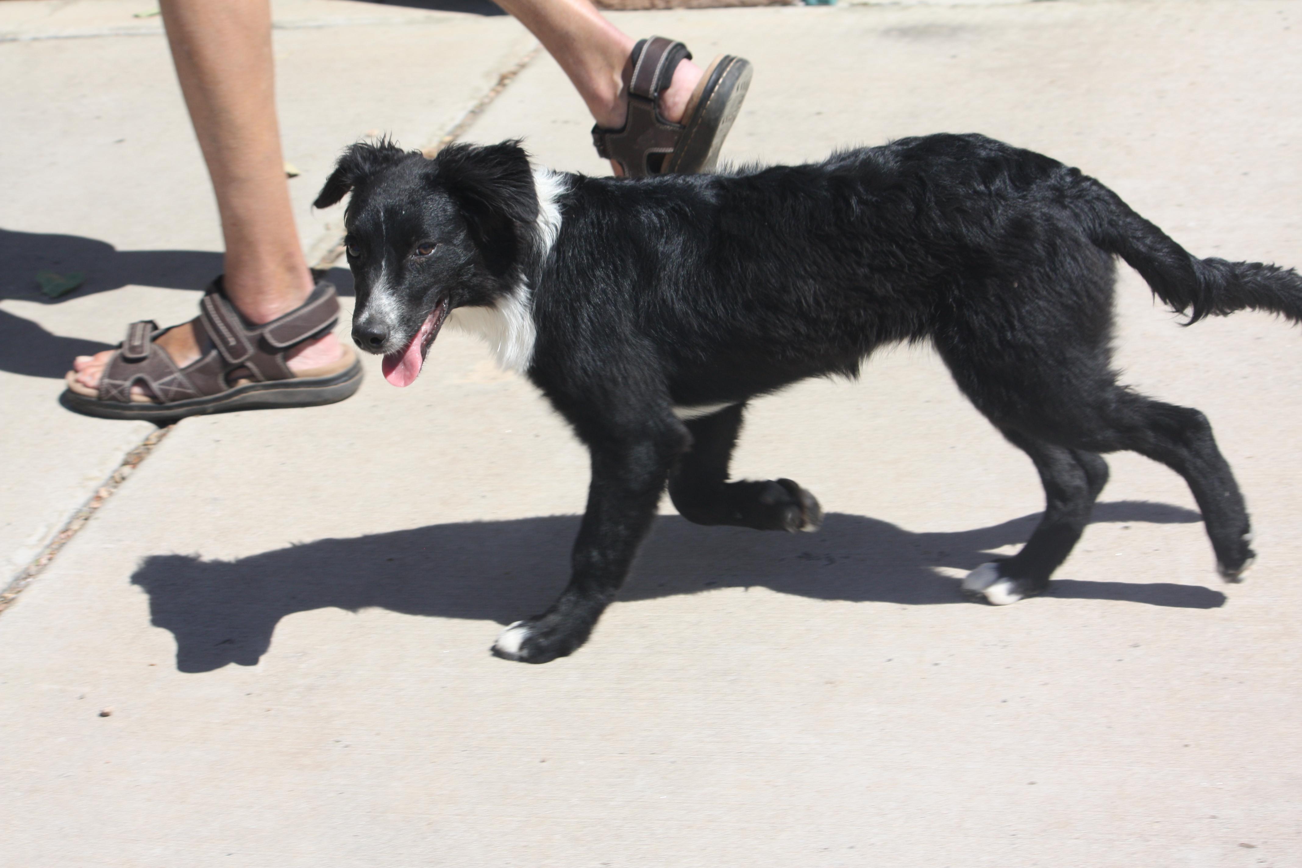 Enlarge Lemon, a Adopted Australian Shepherd in Albuquerque, NM image 3/3