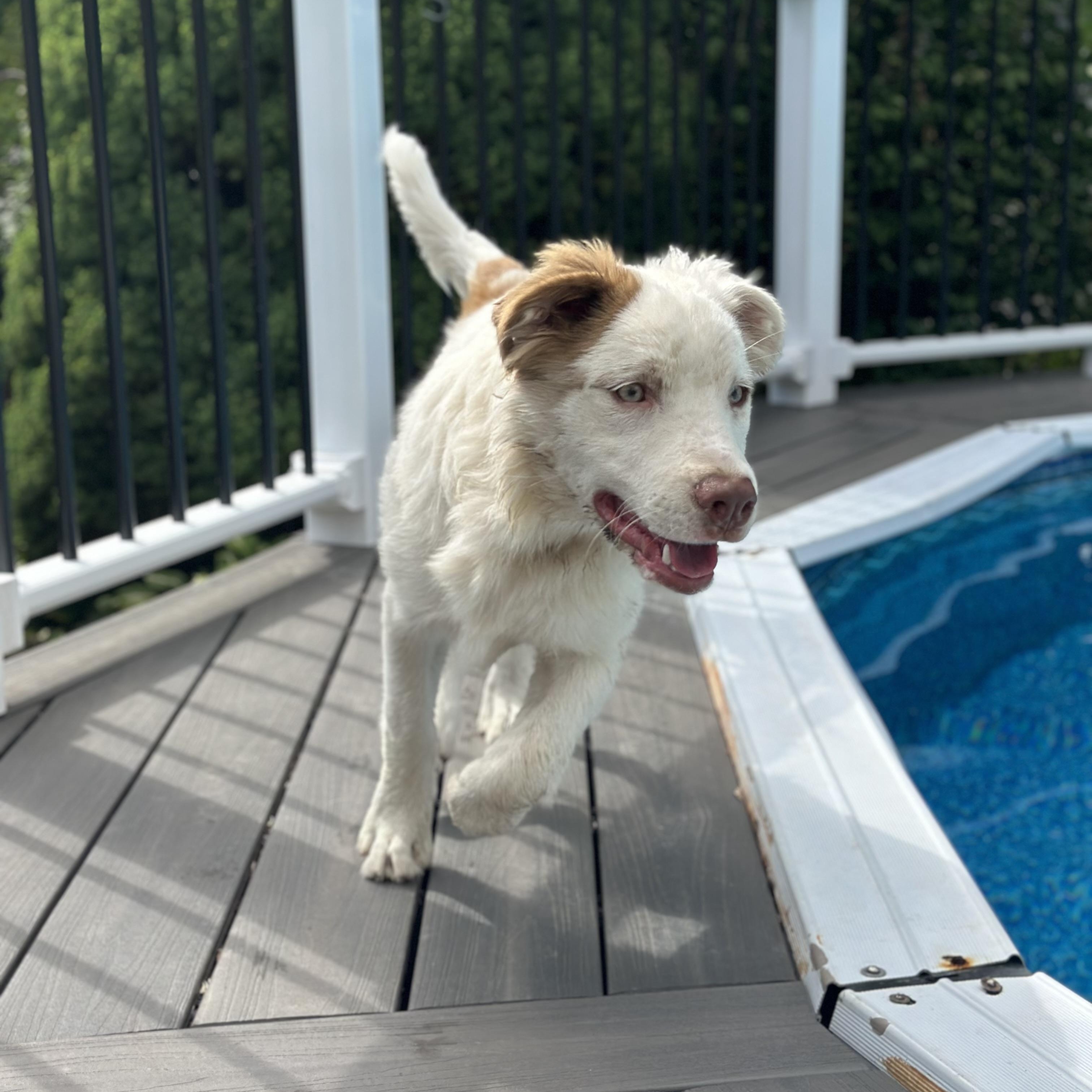 Bowey, a Adoptable Mixed Breed in Yaphank, NY image 2/6