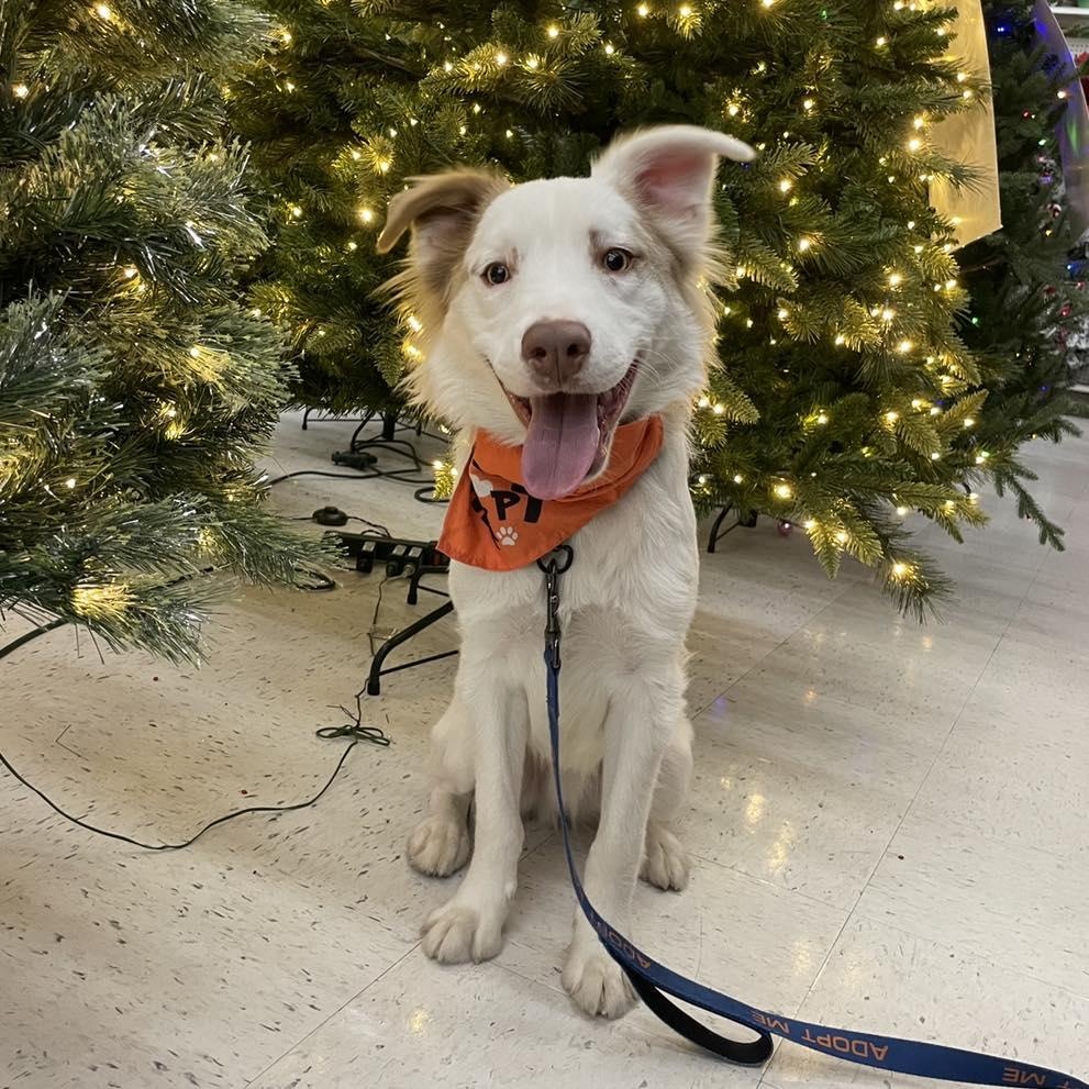 Bowey, a Adoptable Mixed Breed in Yaphank, NY image 1/6