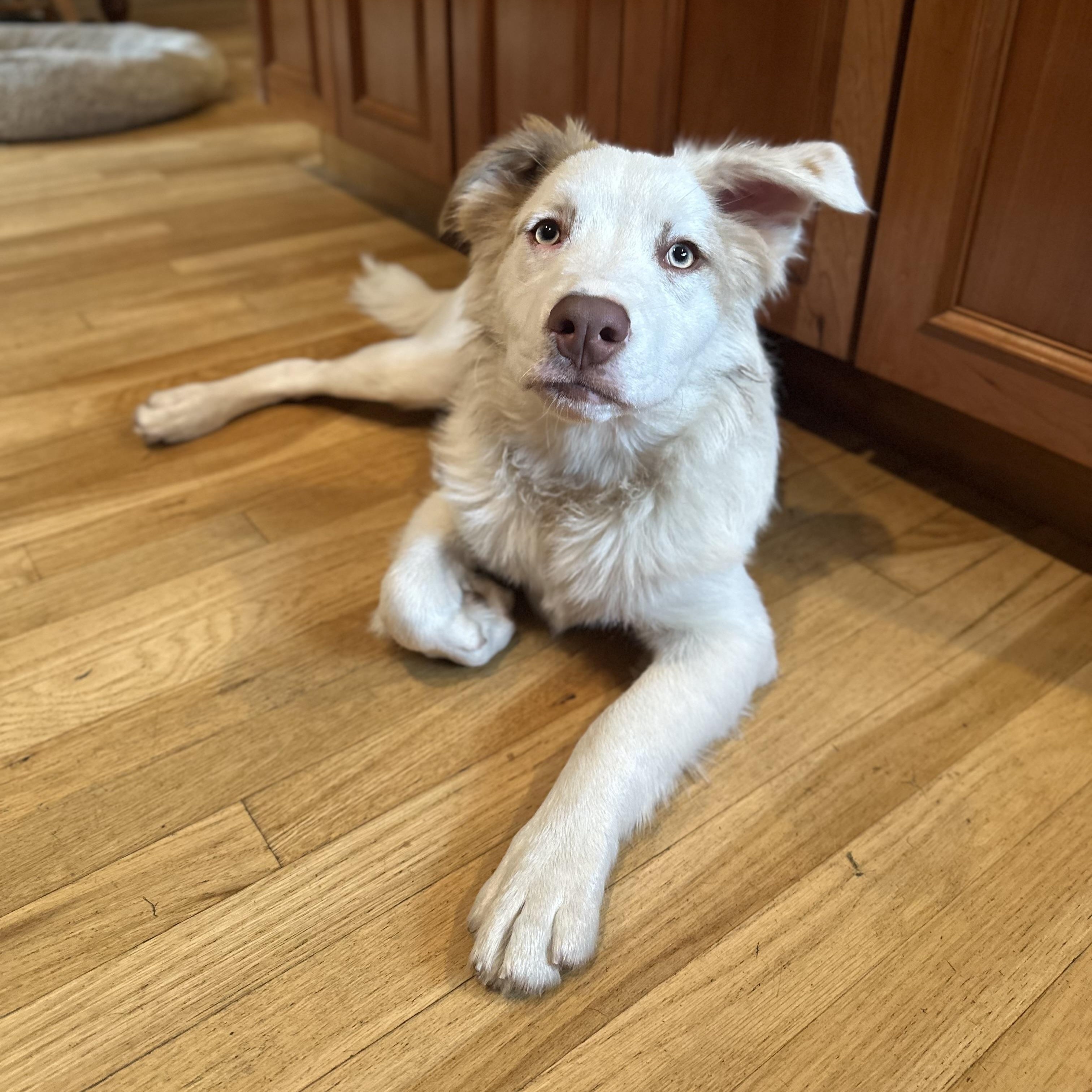 Bowey, a Adoptable Mixed Breed in Yaphank, NY image 3/6