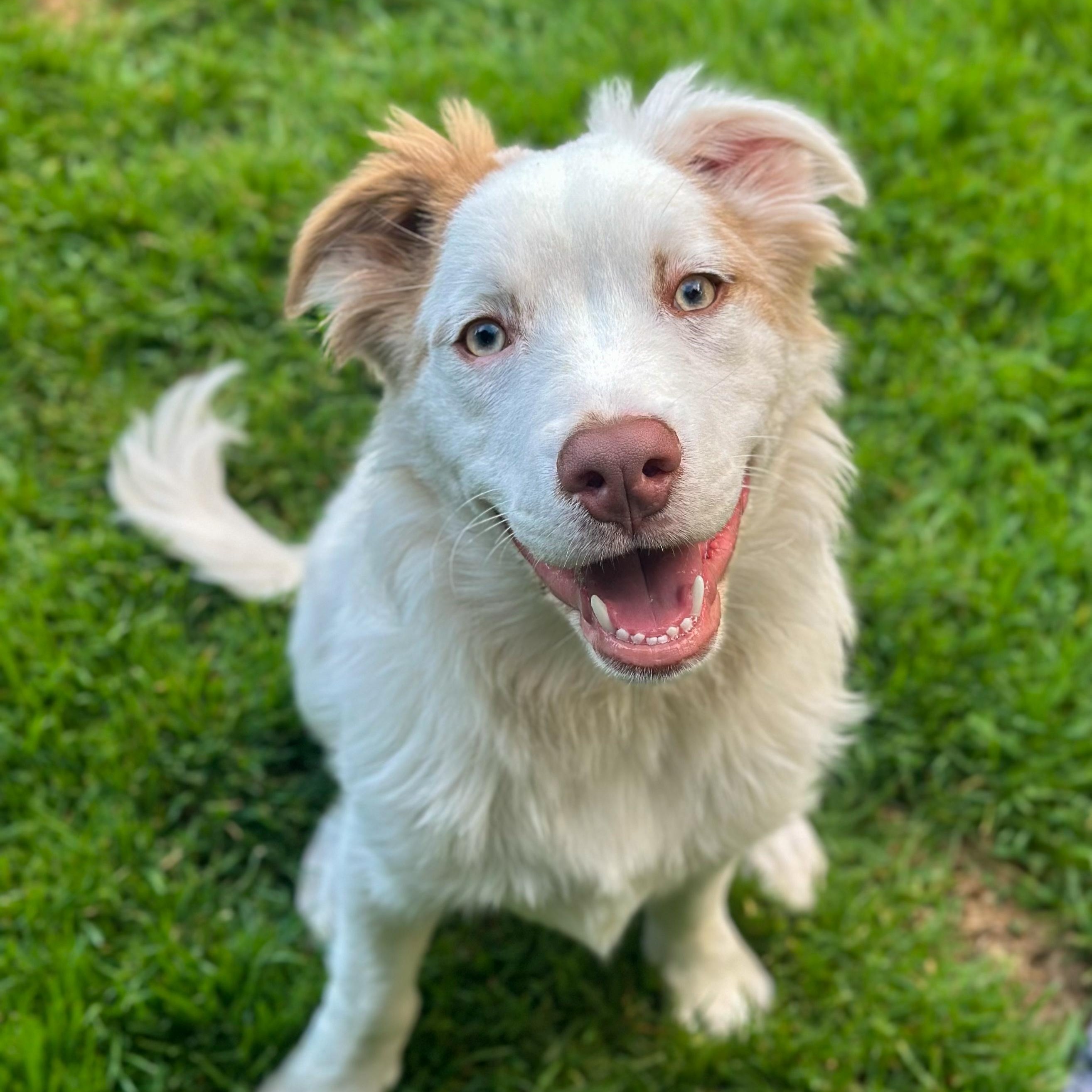 Bowey, Adoptable, Puppy Male Mixed Breed.