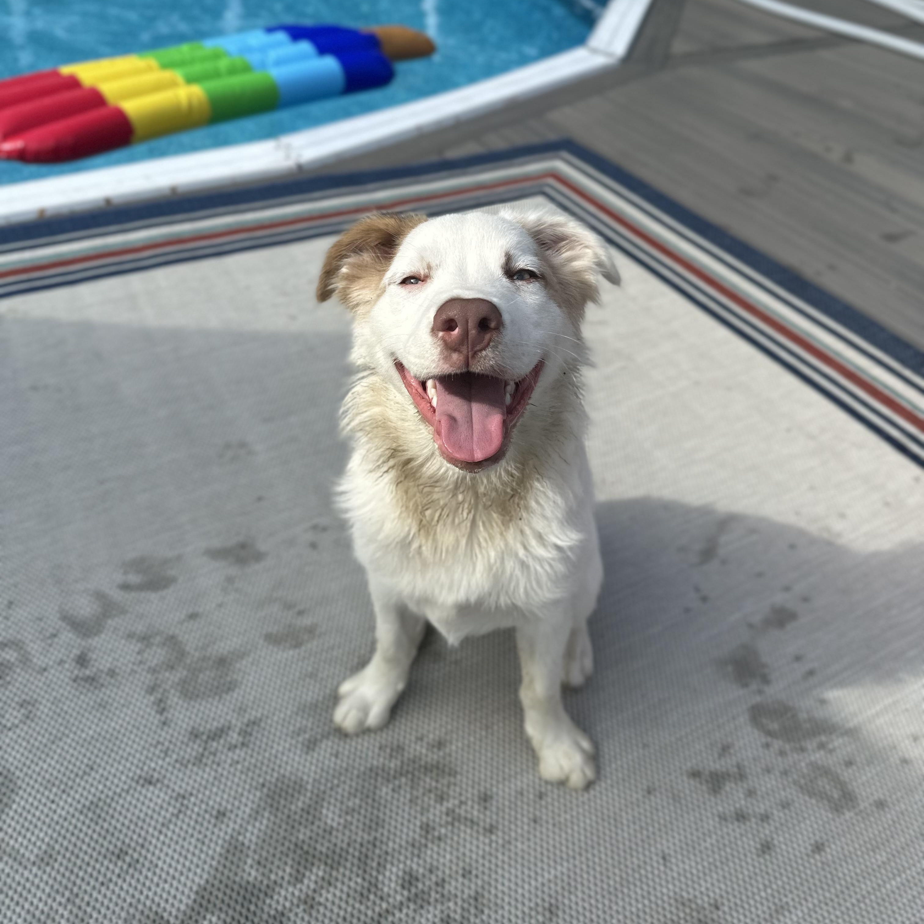 Bowey, a Adoptable Mixed Breed in Yaphank, NY image 4/6