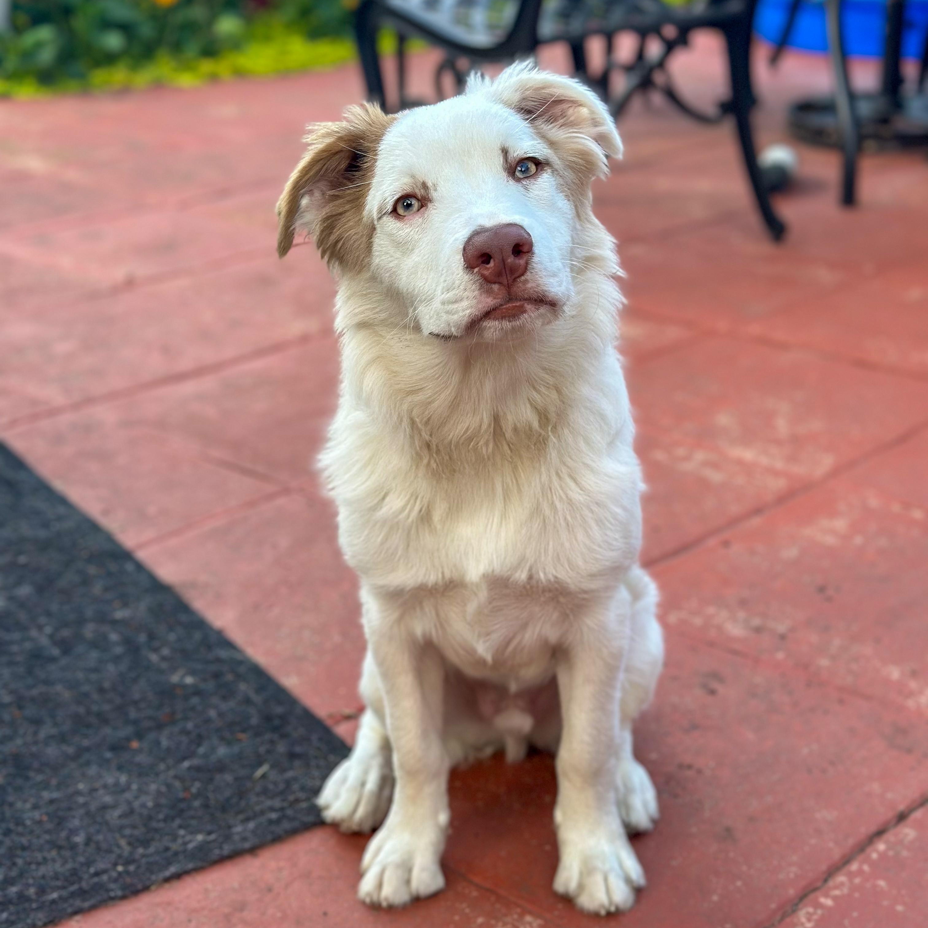 Bowey, a Adoptable Mixed Breed in Yaphank, NY image 5/6