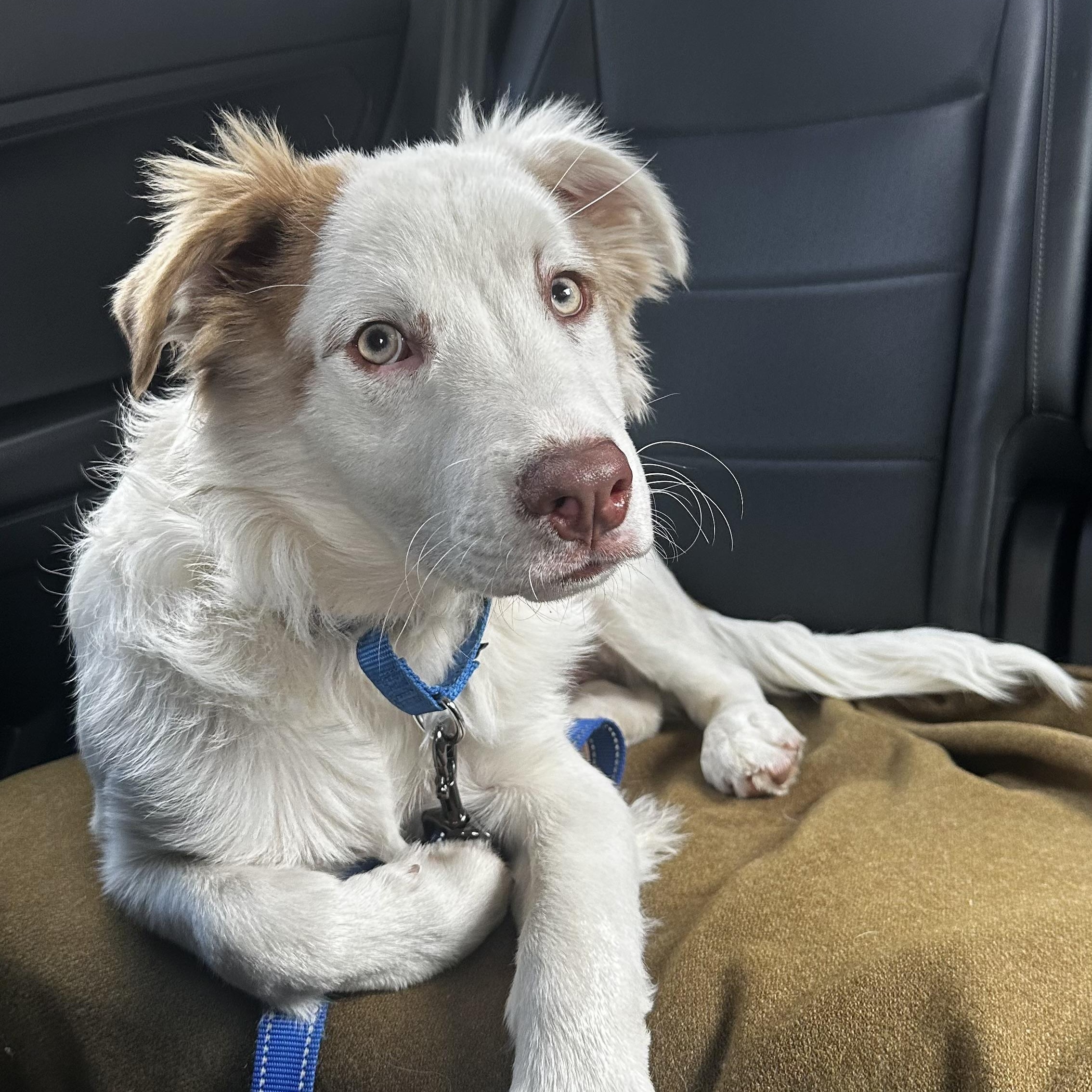 Bowey, a Adoptable Mixed Breed in Yaphank, NY image 6/6
