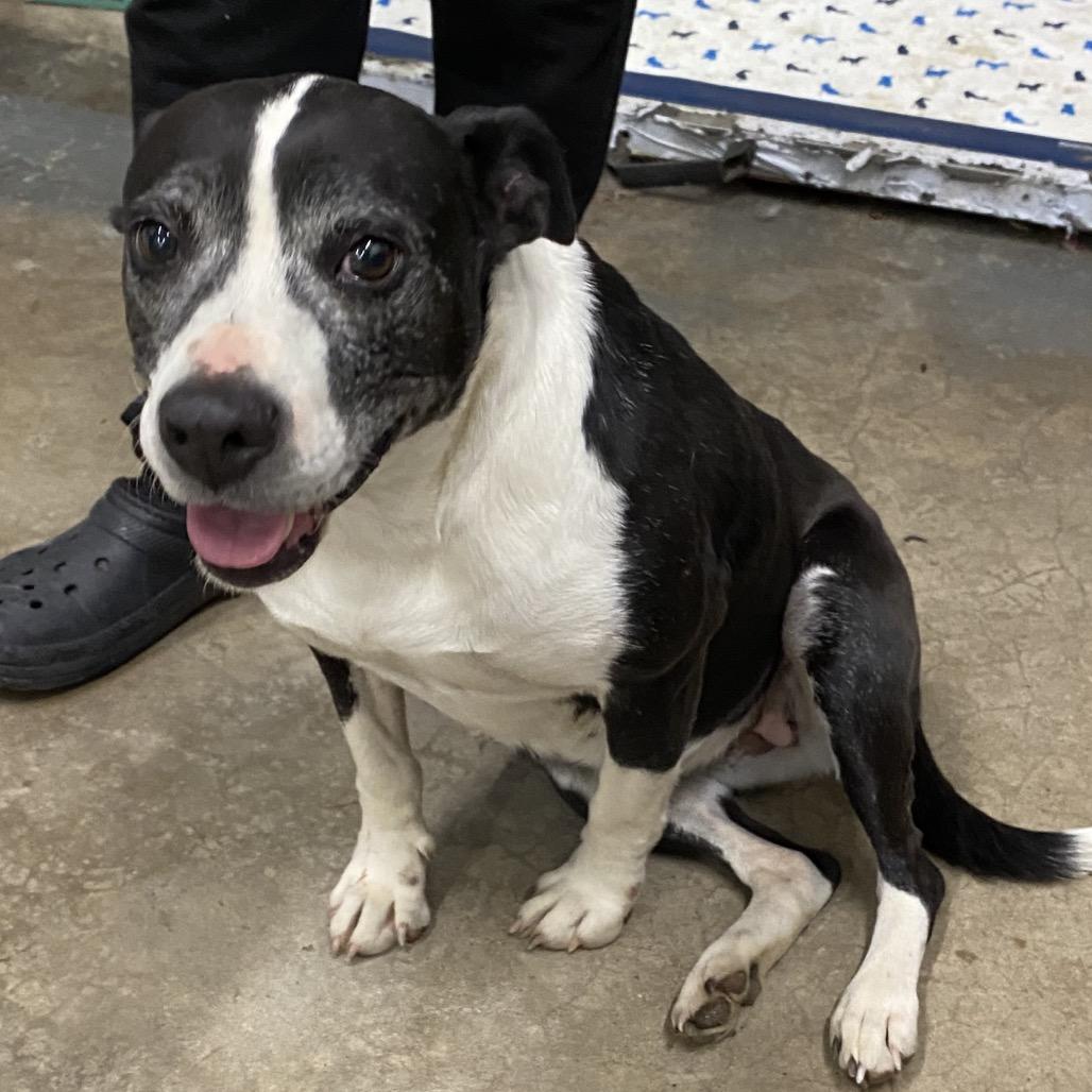 Martha, Adoptable, Adult Female Mixed Breed.