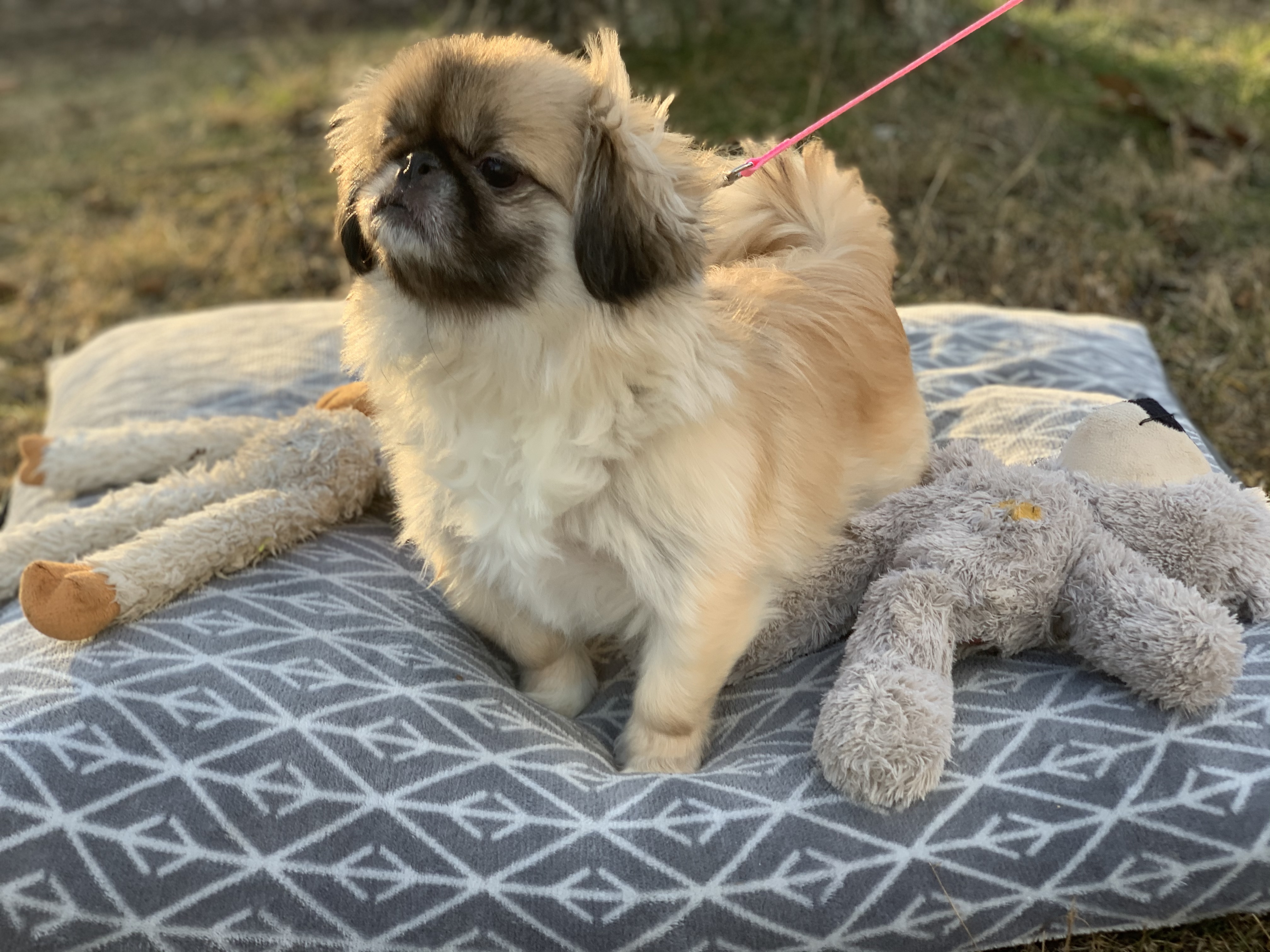 Enlarge Puppy Fluffy has been adopted!, a Adoptable Pekingese in Hillsdale, NJ image 1/9