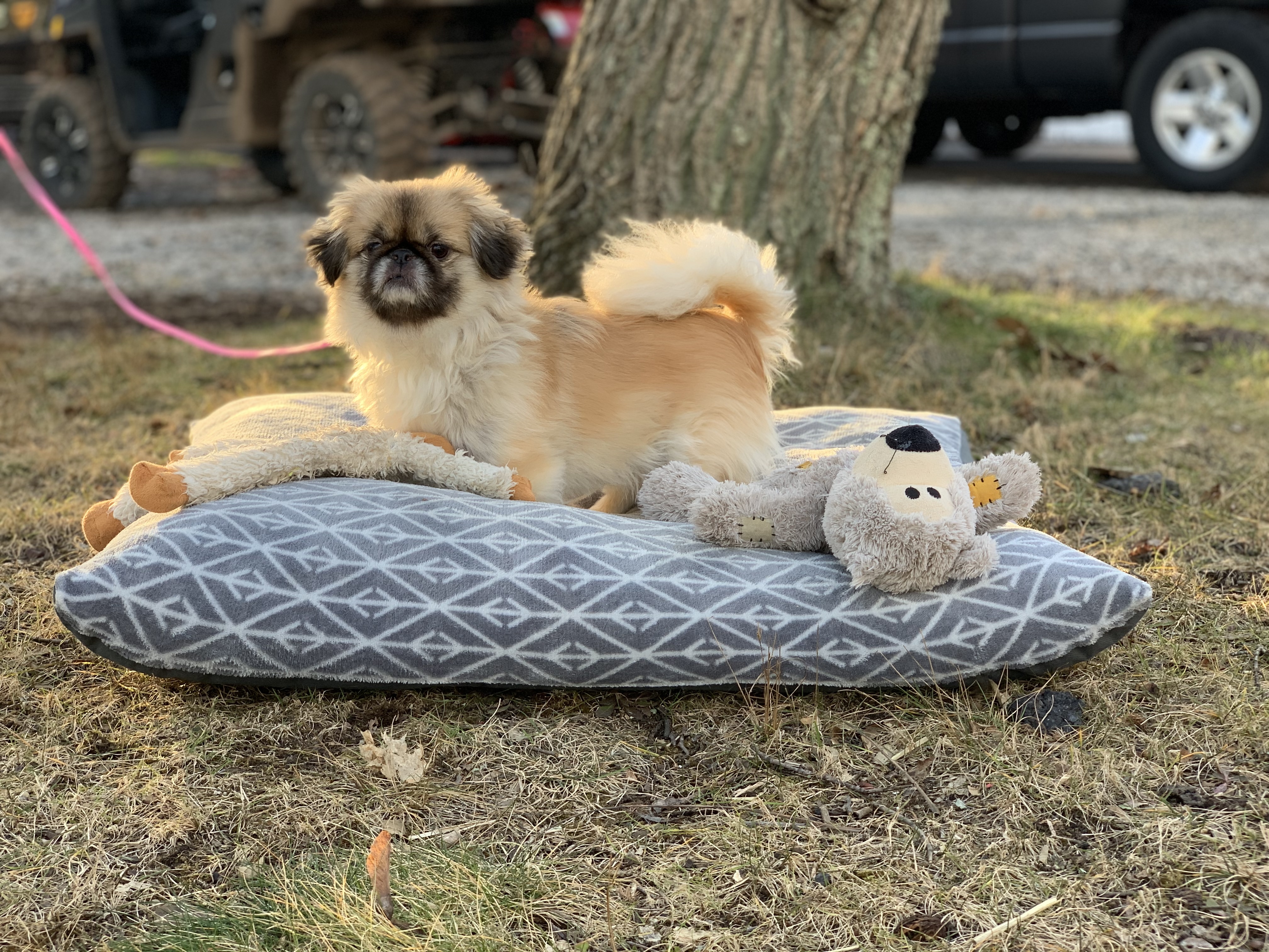 Enlarge Puppy Fluffy has been adopted!, a Adoptable Pekingese in Hillsdale, NJ image 2/9