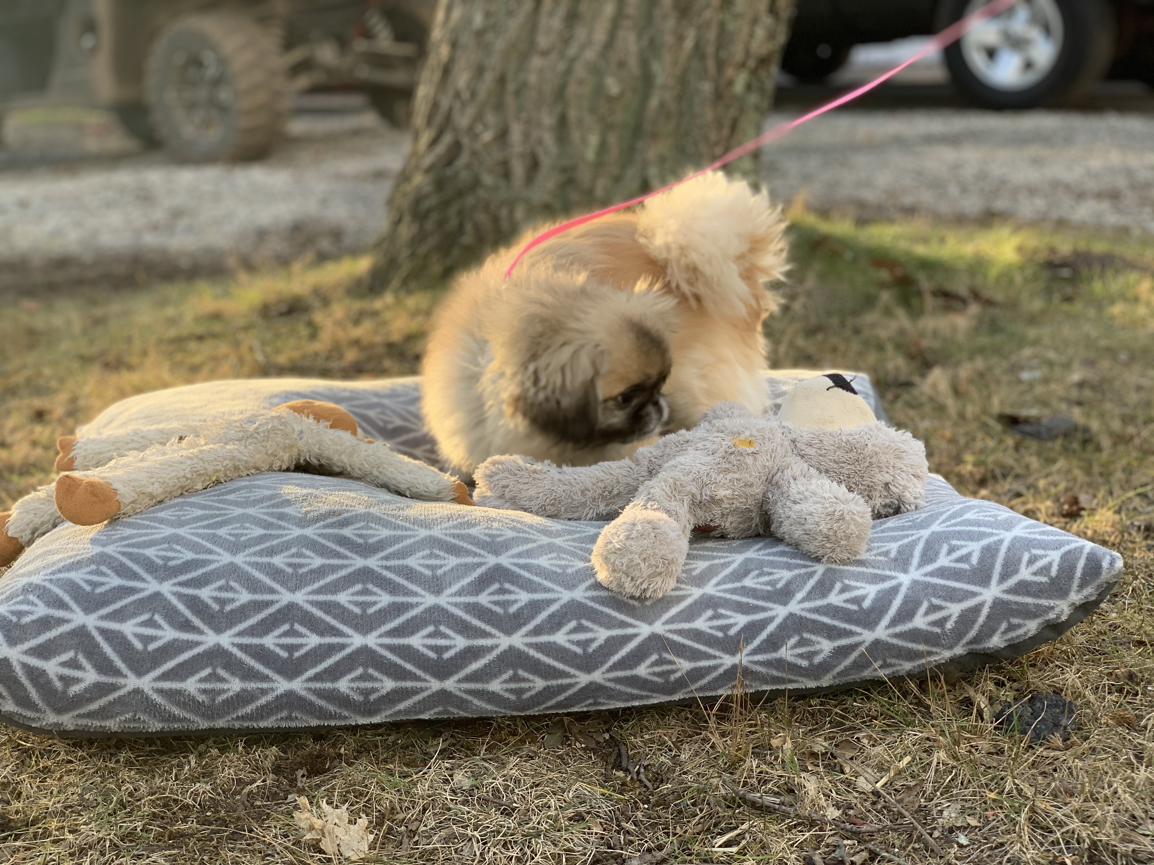 Enlarge Puppy Fluffy has been adopted!, a Adoptable Pekingese in Hillsdale, NJ image 3/9