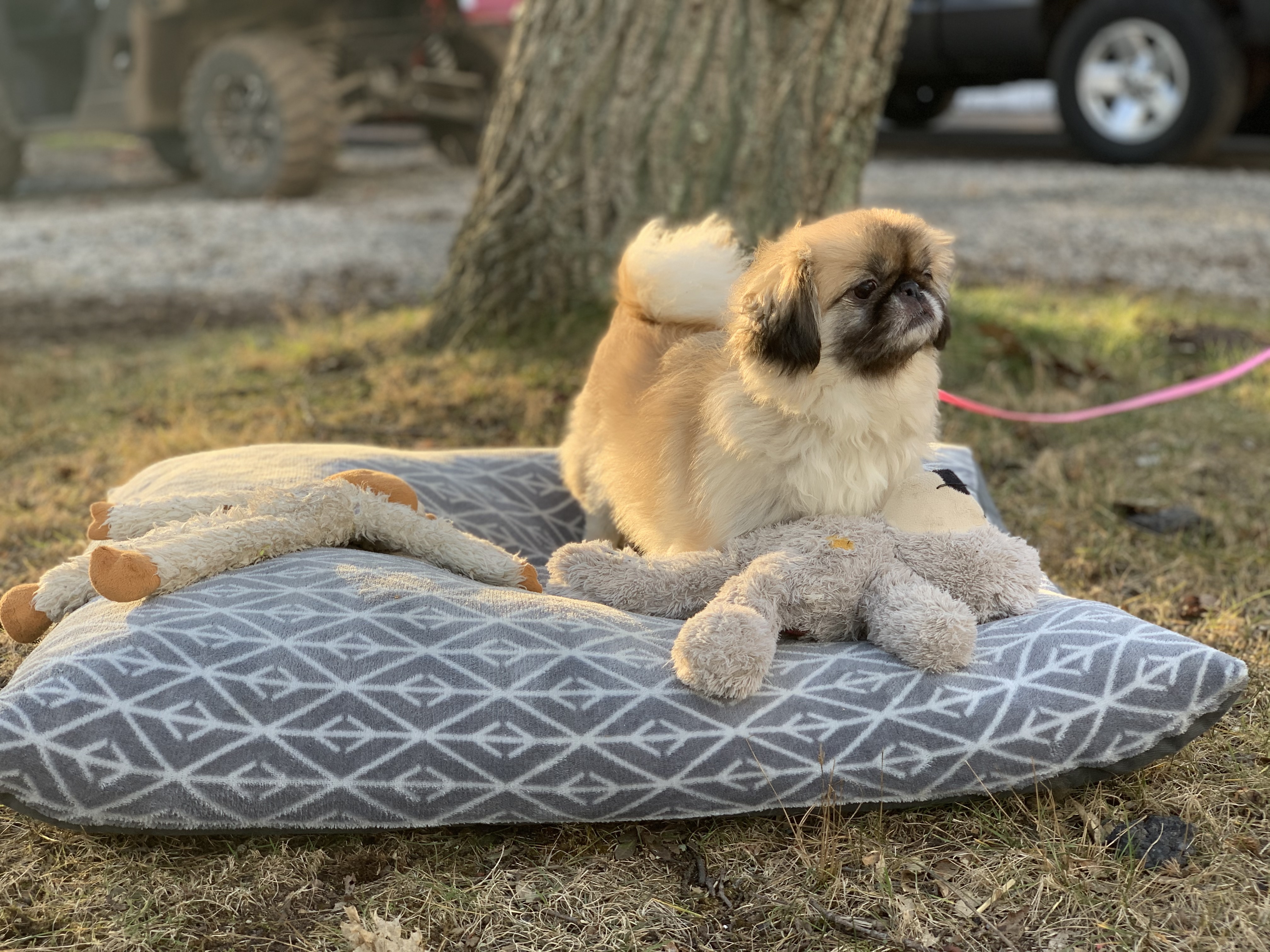 Enlarge Puppy Fluffy has been adopted!, a Adoptable Pekingese in Hillsdale, NJ image 4/9