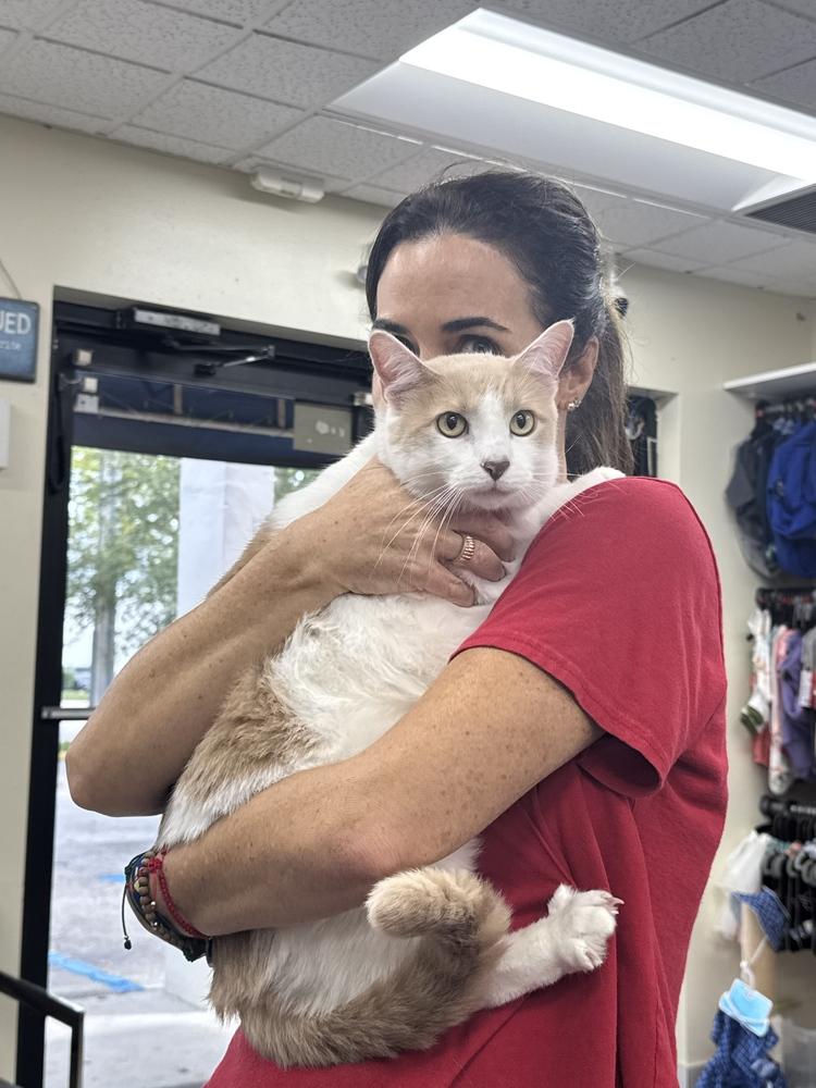 Axl, a Adoptable Domestic Short Hair in Randolph, MA image 1/5