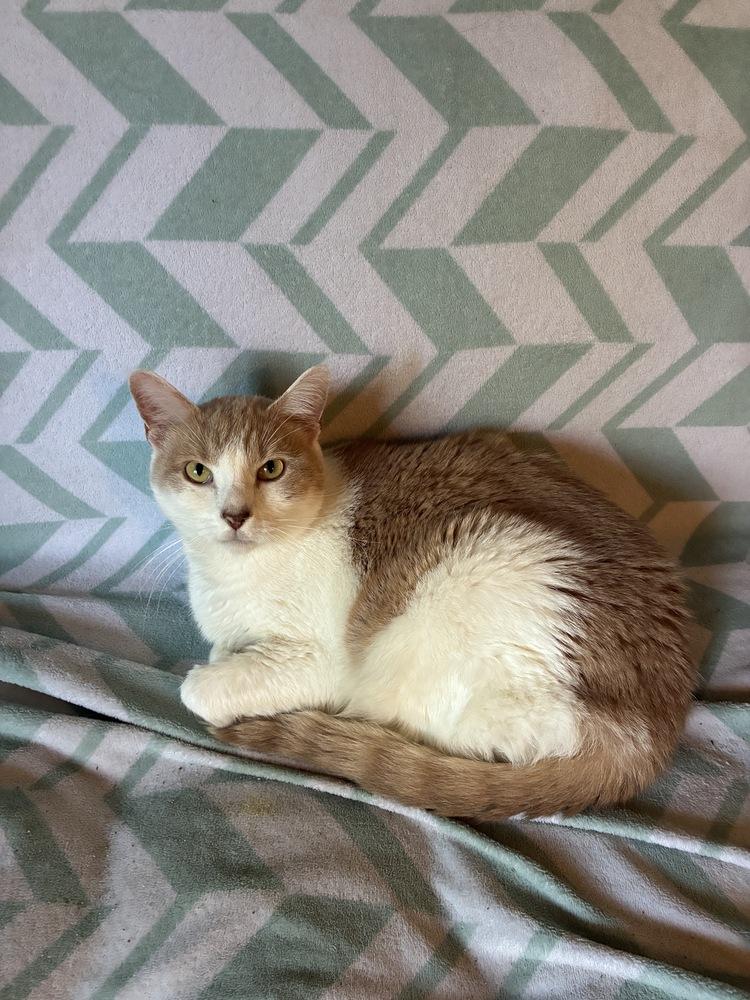 Axl, a Adoptable Domestic Short Hair in Randolph, MA image 2/5