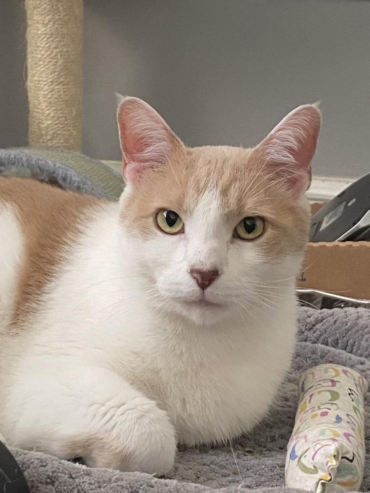 Axl, Adoptable, Adult Male Domestic Short Hair.