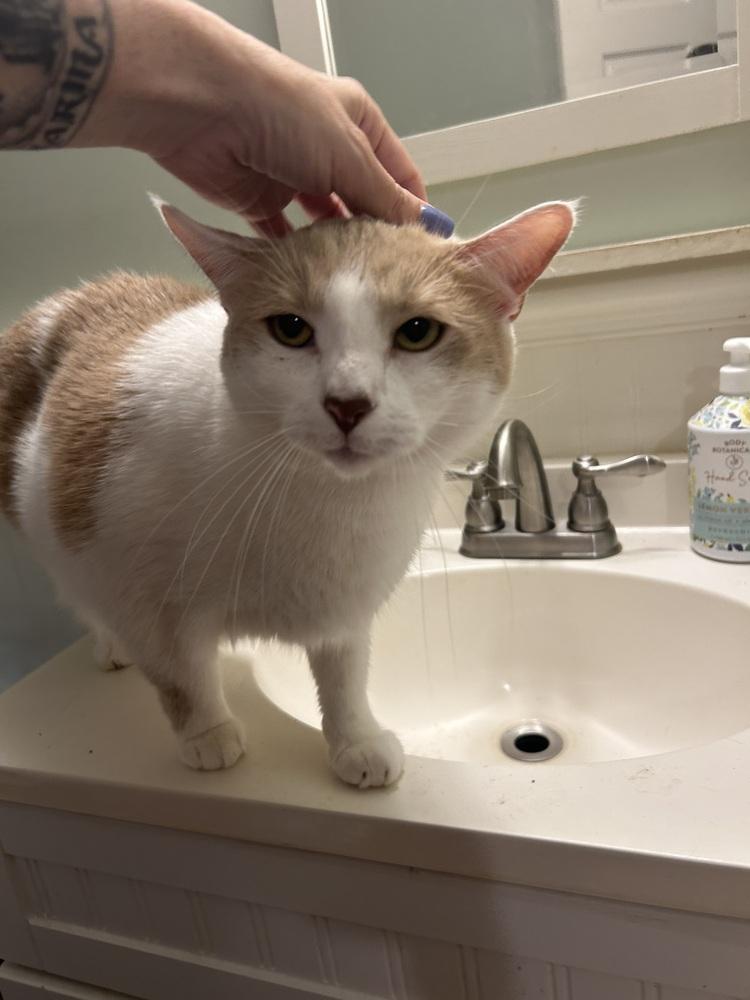 Axl, a Adoptable Domestic Short Hair in Randolph, MA image 4/5