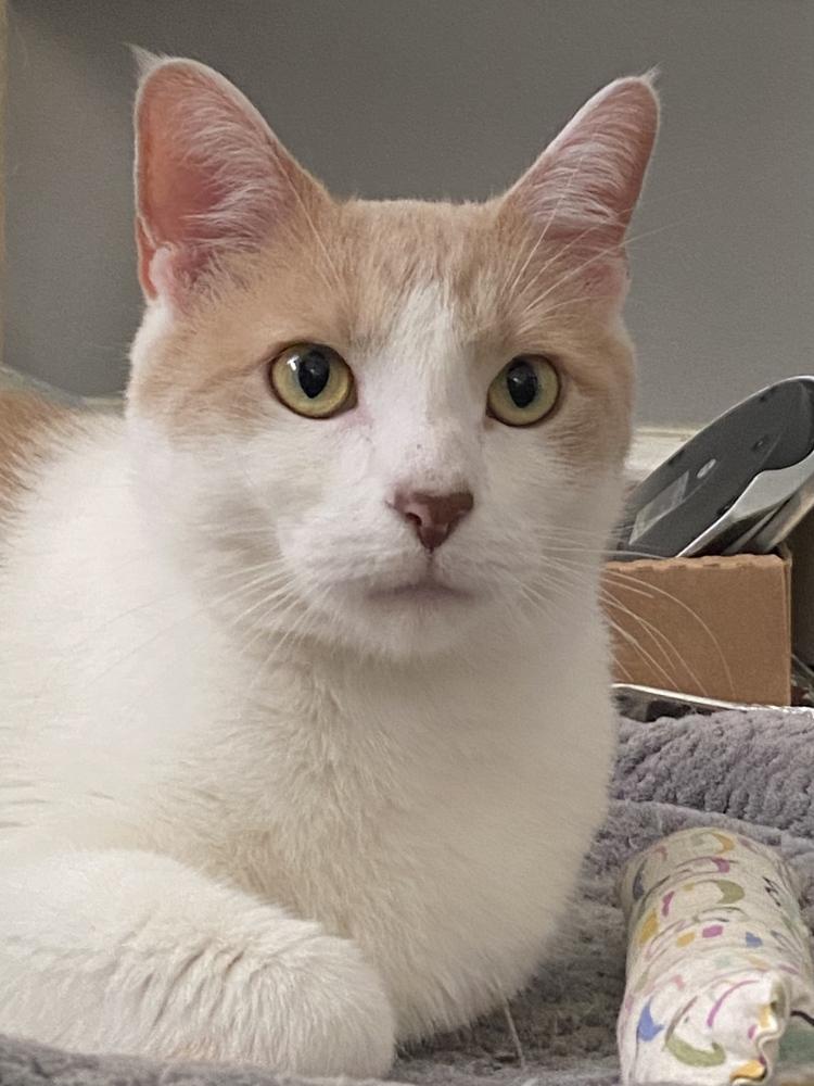 Axl, a Adoptable Domestic Short Hair in Randolph, MA image 5/5