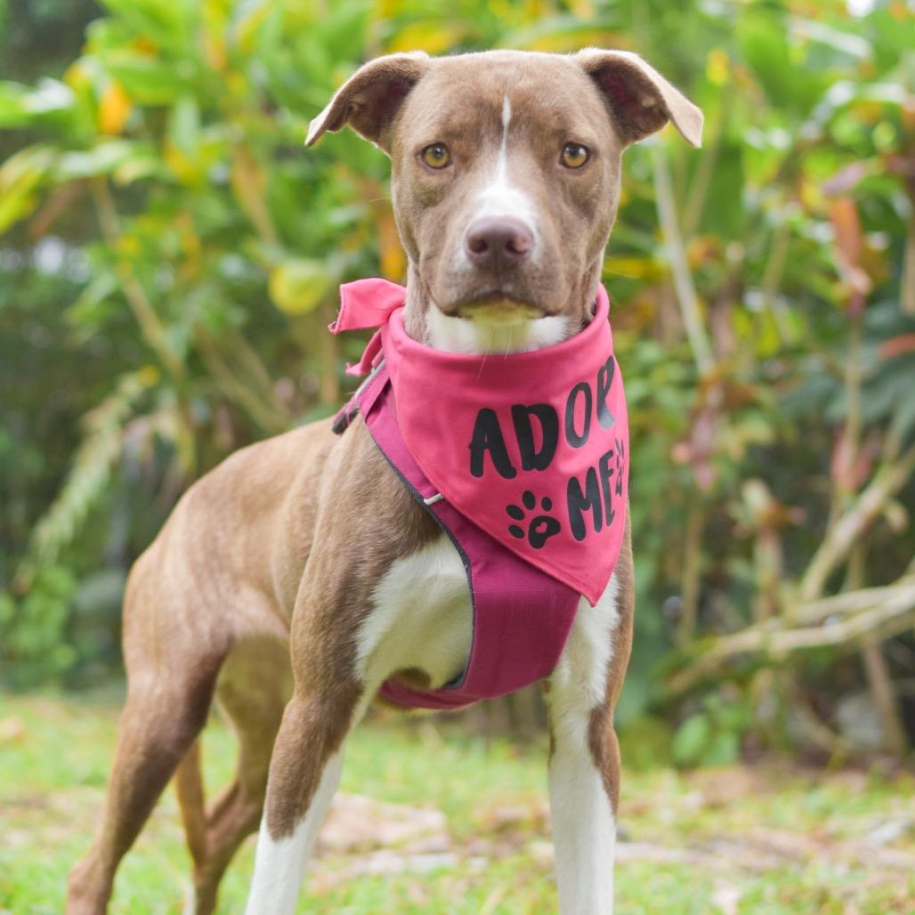 Rosie, Adoptable, Young Female Mixed Breed.