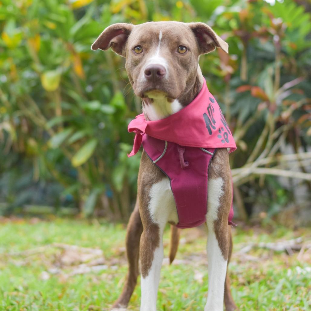 Enlarge Rosie, a Adoptable Mixed Breed in Kailua Kona, HI image 2/4