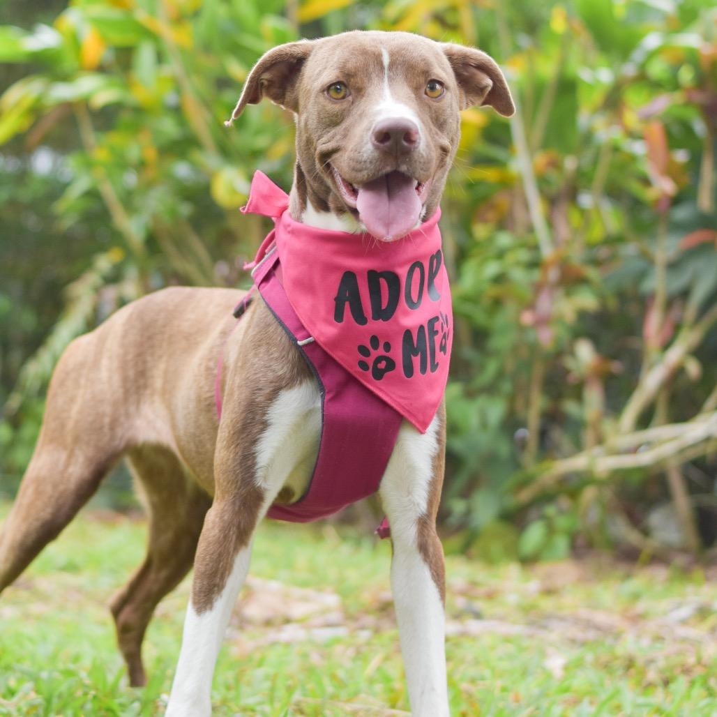 Enlarge Rosie, a Adoptable Mixed Breed in Kailua Kona, HI image 3/4
