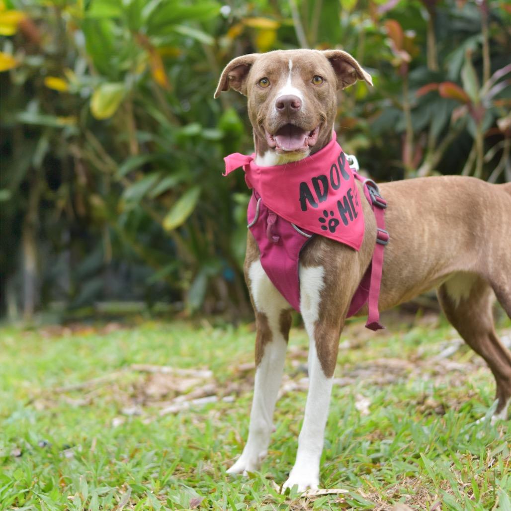 Enlarge Rosie, a Adoptable Mixed Breed in Kailua Kona, HI image 4/4